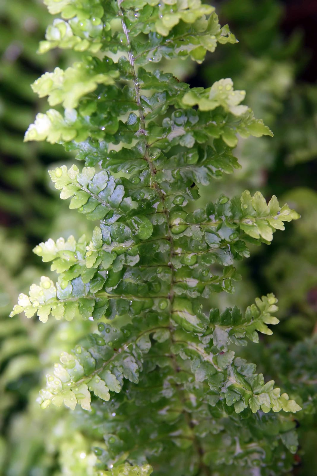 Boston Fern thumbnail 2