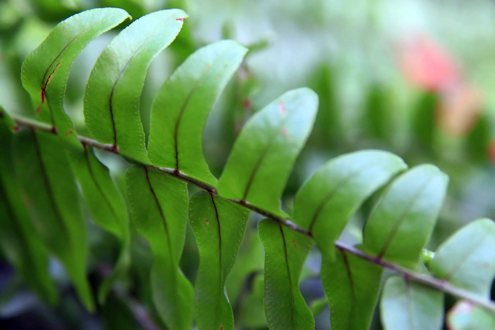 Boston Fern thumbnail 3