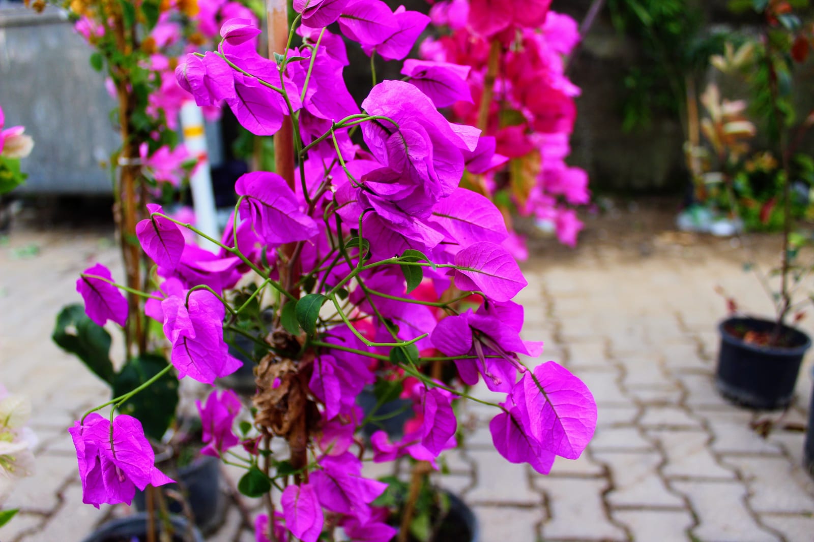Bougainvillea thumbnail 2