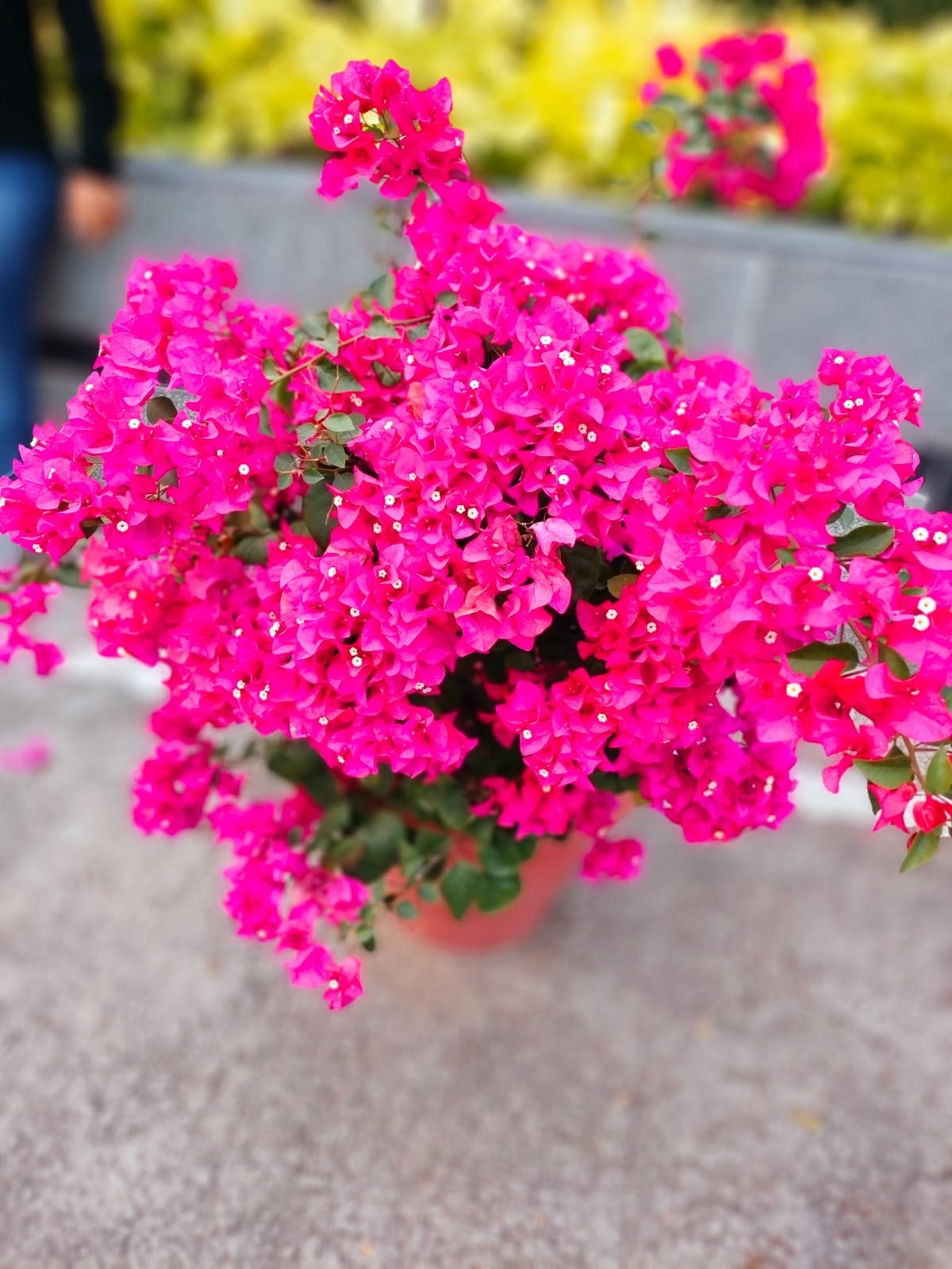 Bougainvillea thumbnail 4