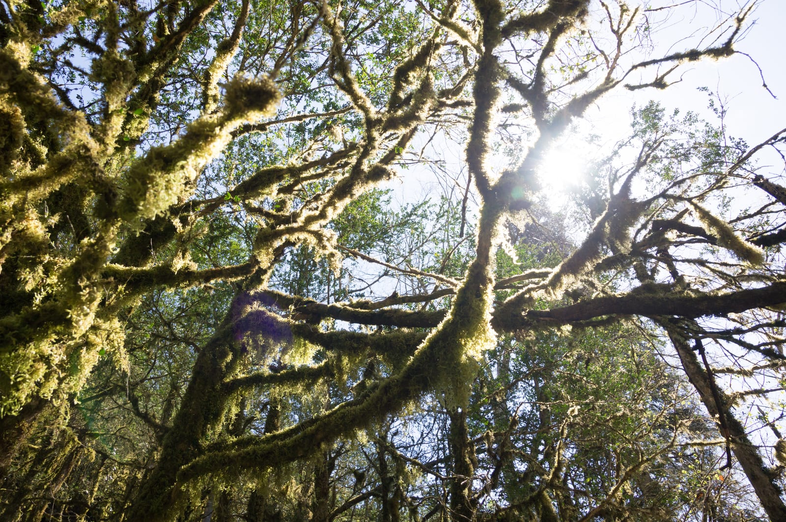 Boxwood thumbnail 2