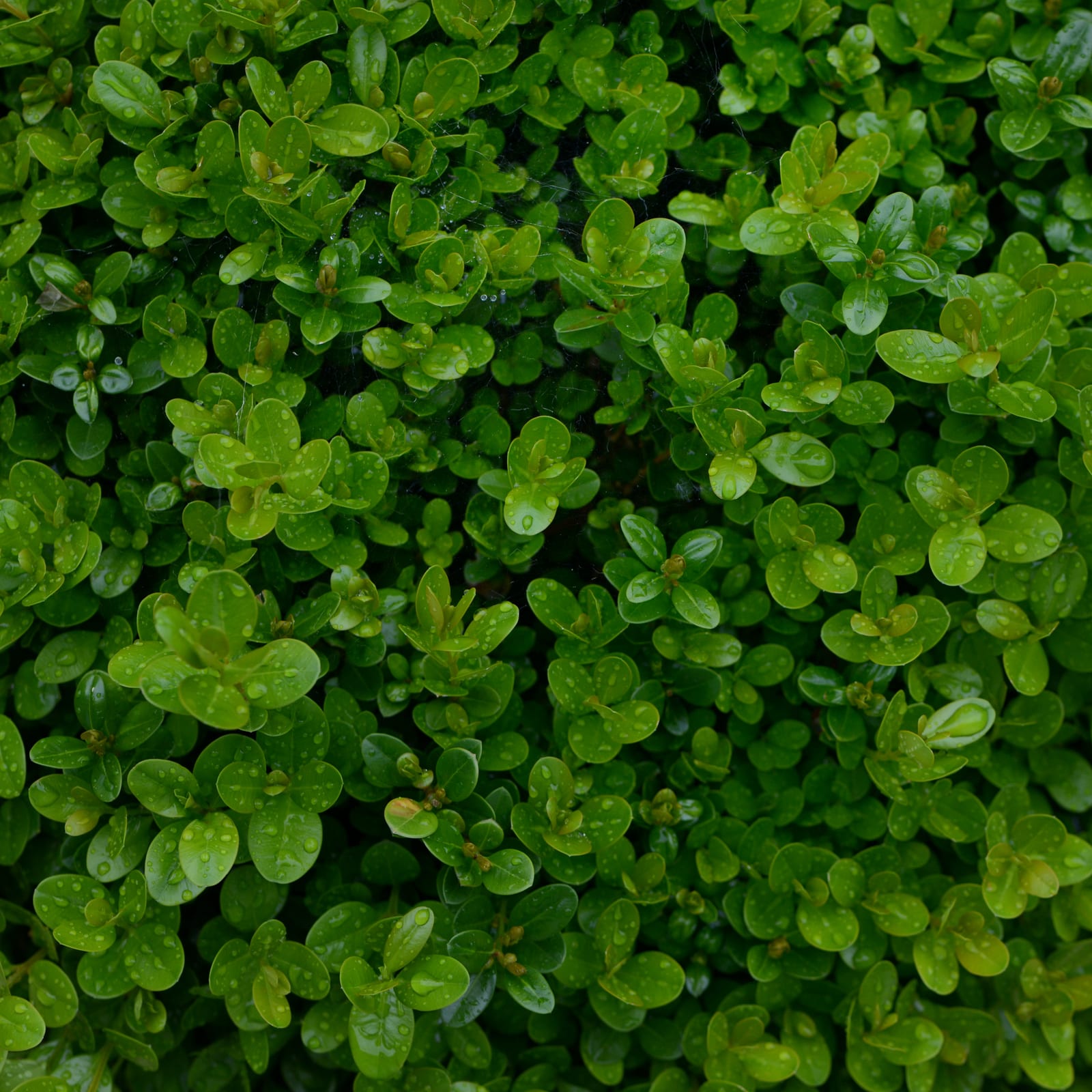 Boxwood thumbnail 3