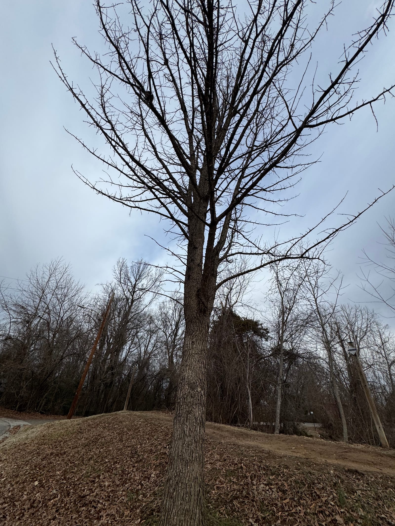 Bur Oak thumbnail 2