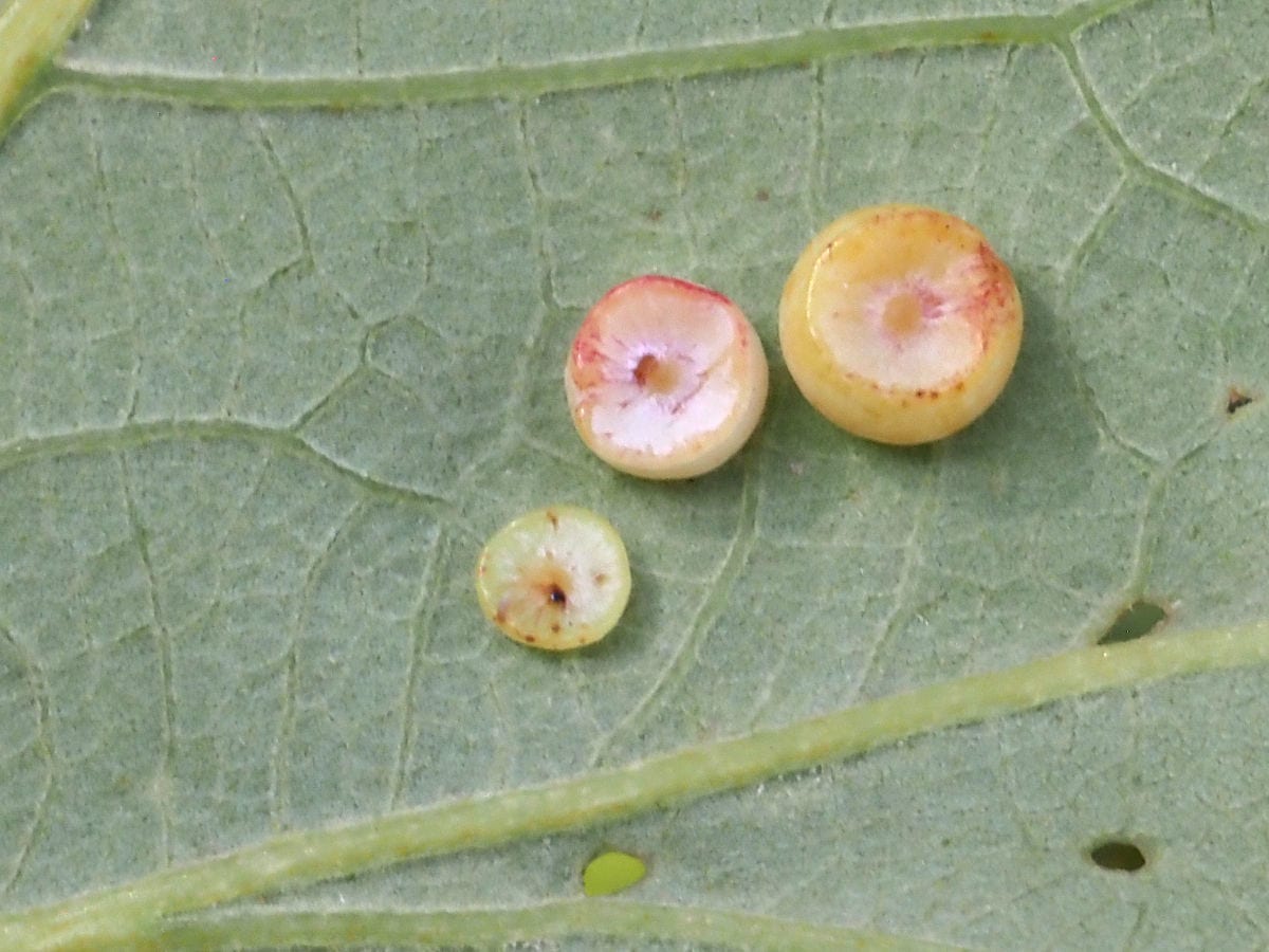 Bur Oak thumbnail 3