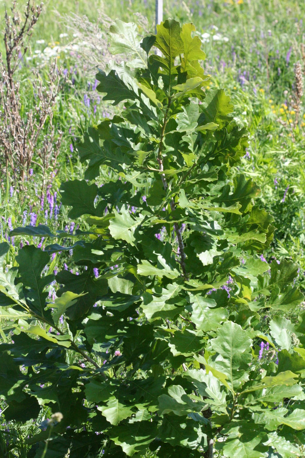 Bur Oak thumbnail 4