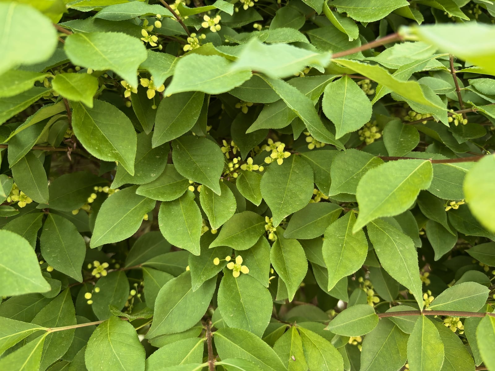 Burning Bush thumbnail 2