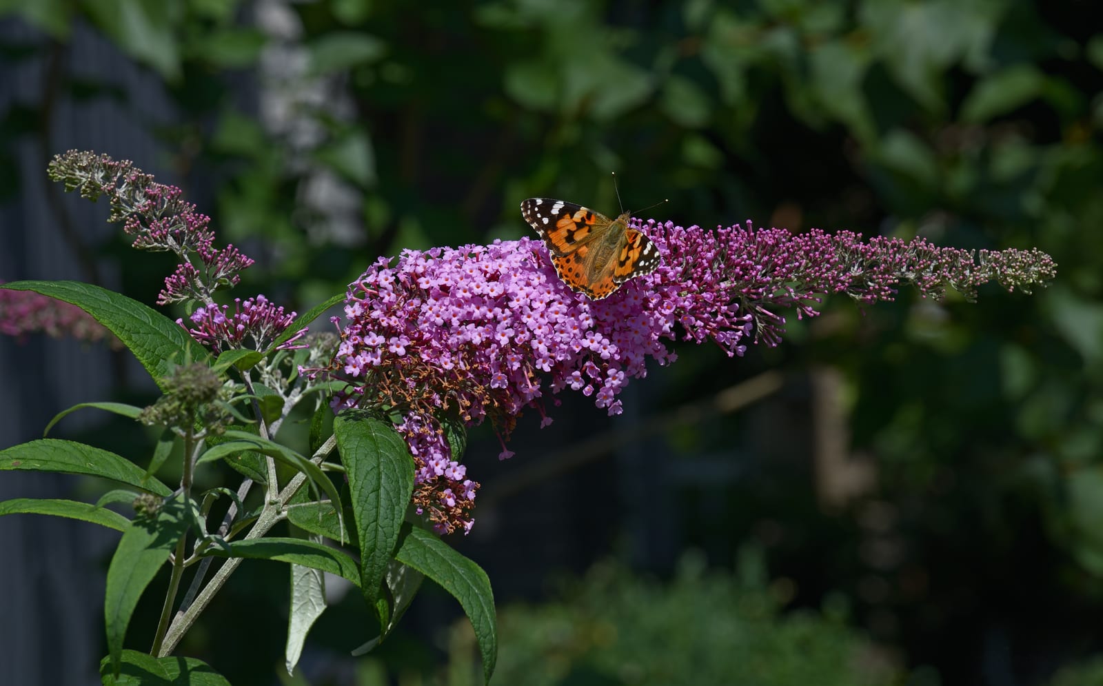 Butterfly Bush thumbnail 3