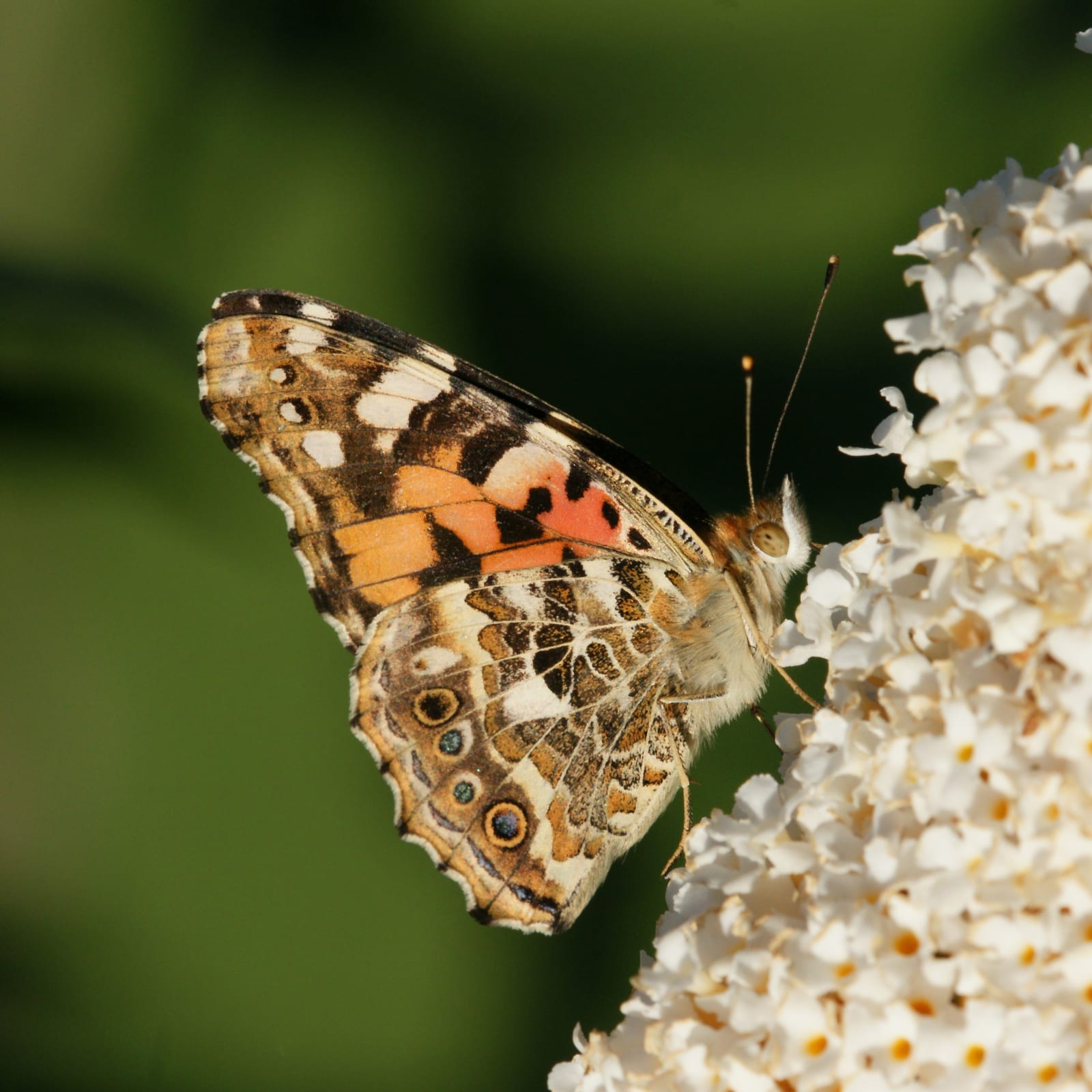 Butterfly Bush thumbnail 4