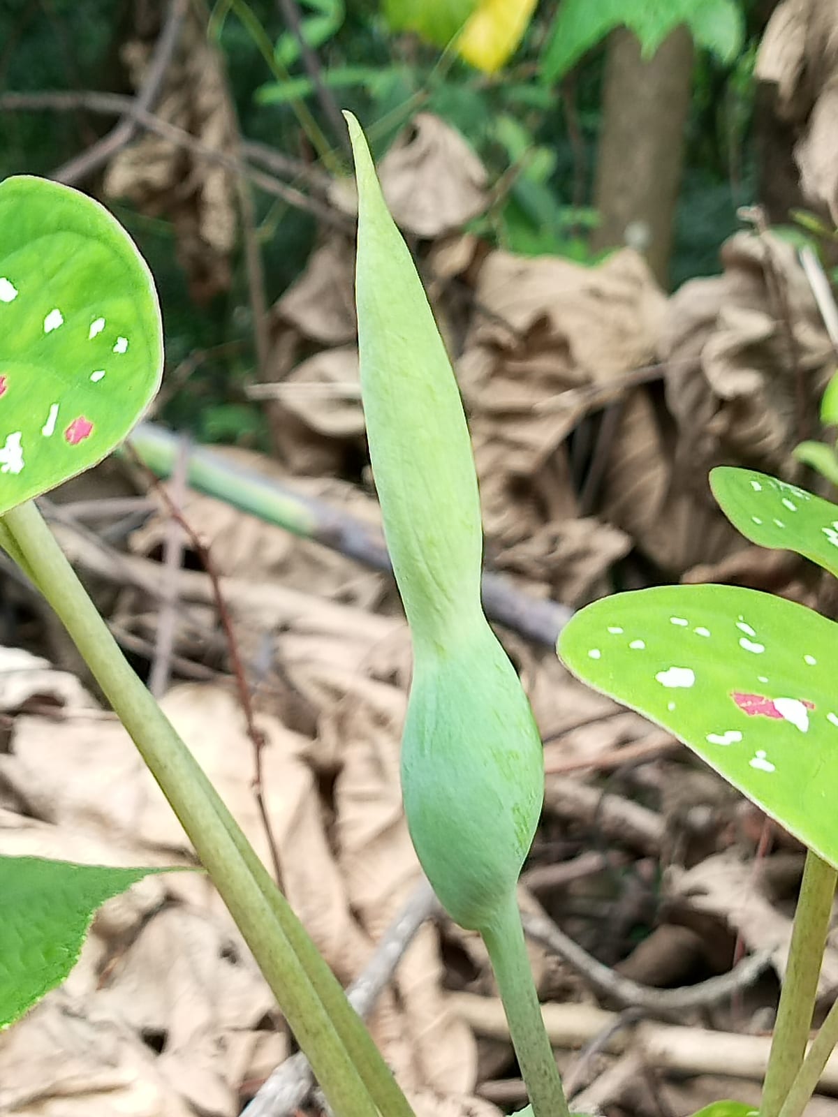 Caladium thumbnail 4