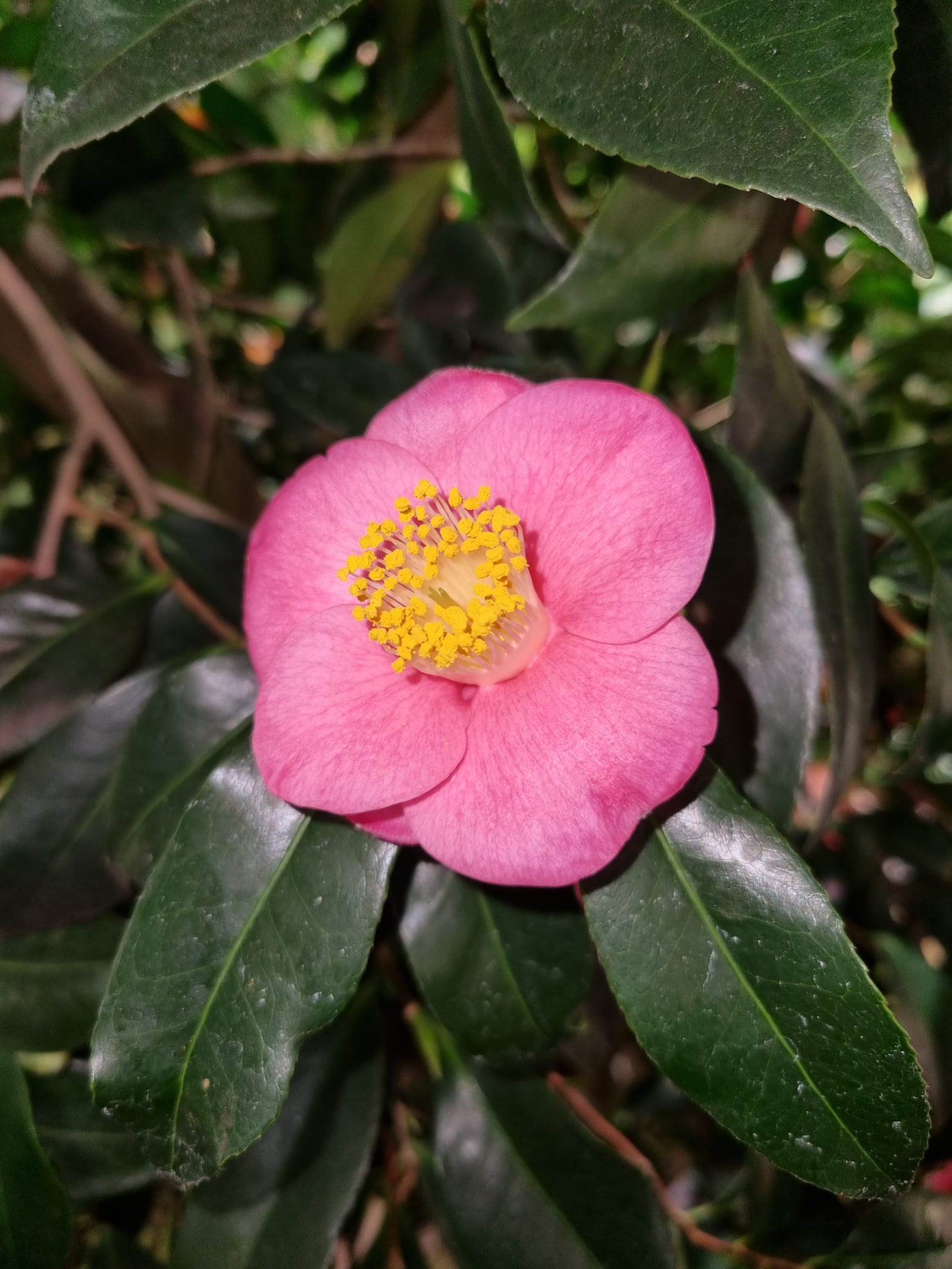 Camellia thumbnail 2