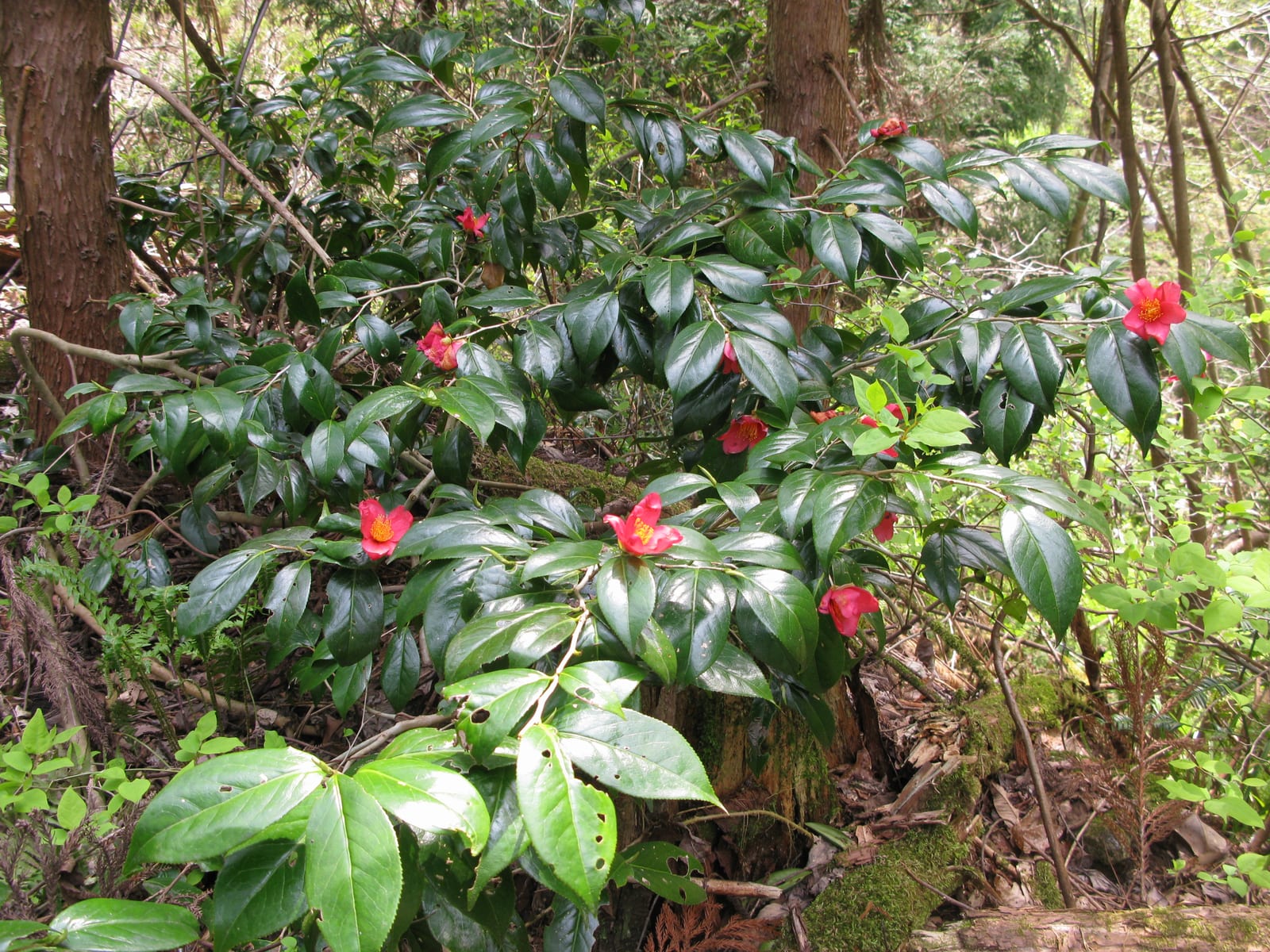 Camellia thumbnail 3