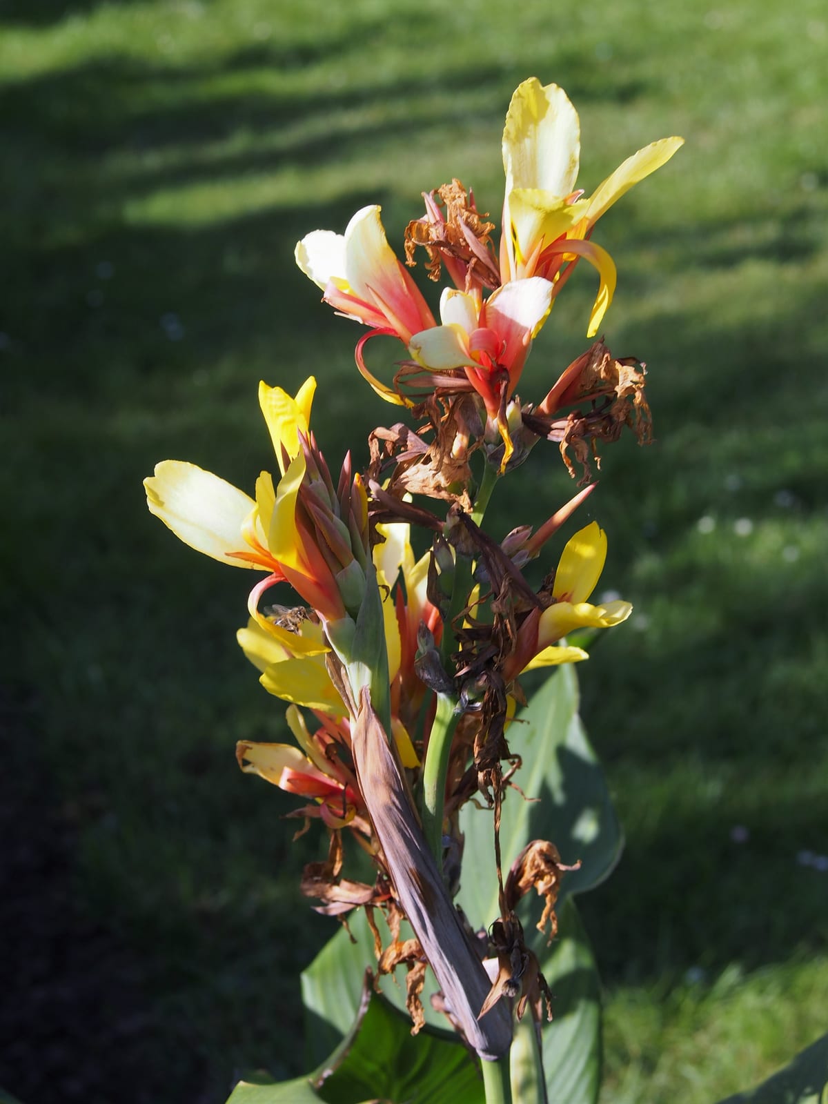 Canna Lily thumbnail 4