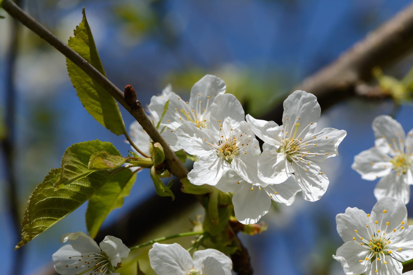 Cherry Tree thumbnail 4