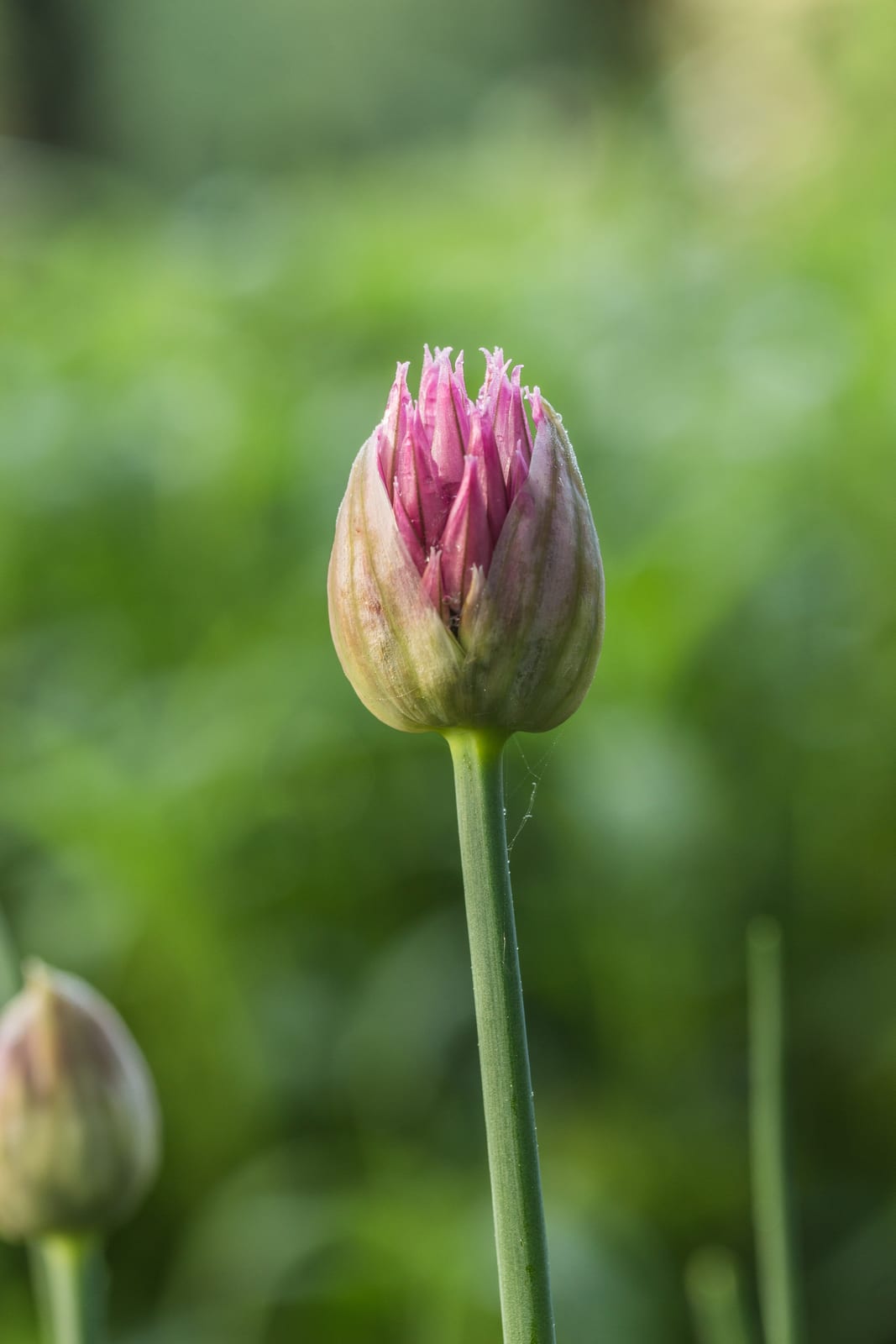 Chives