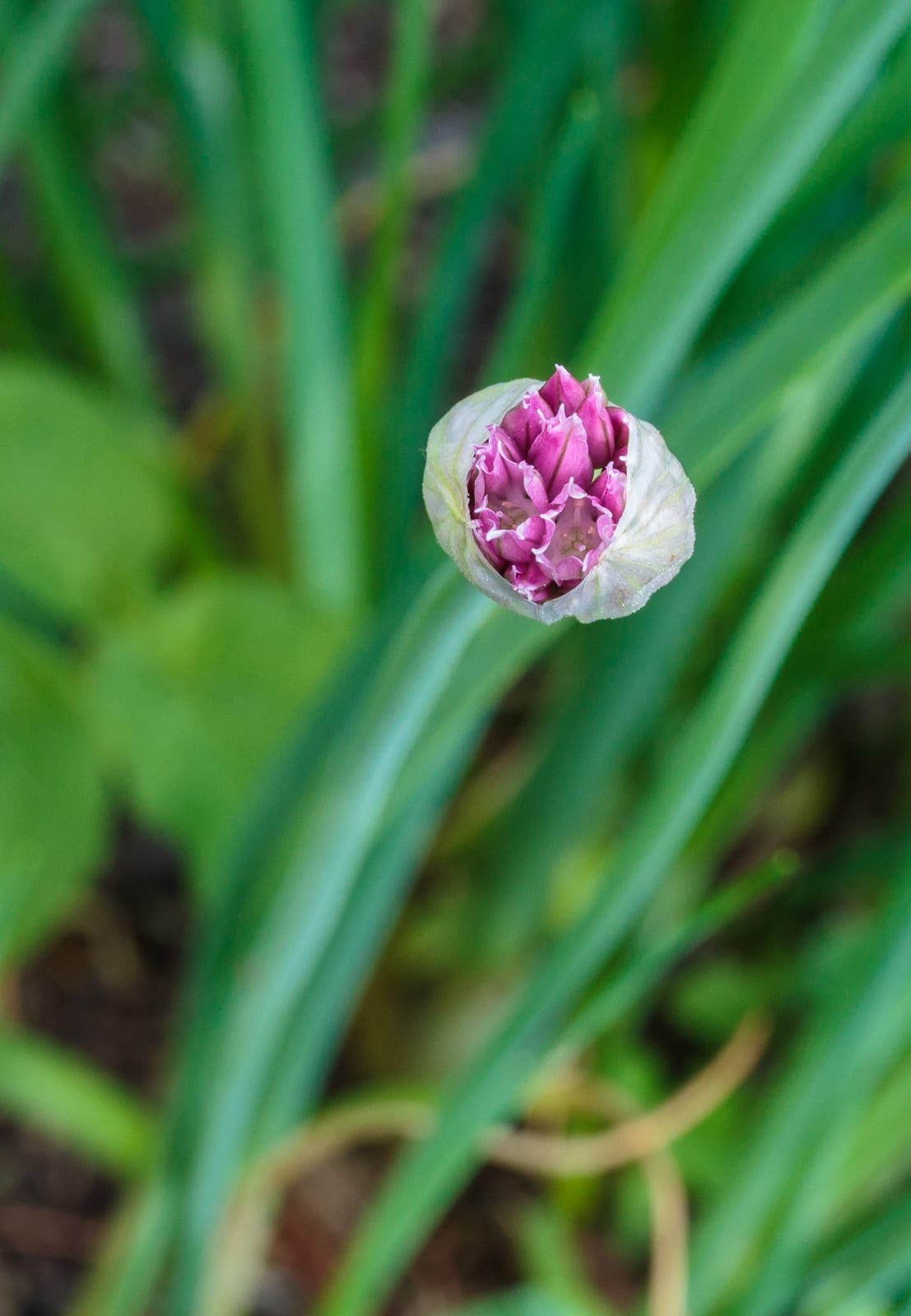Chives thumbnail 2