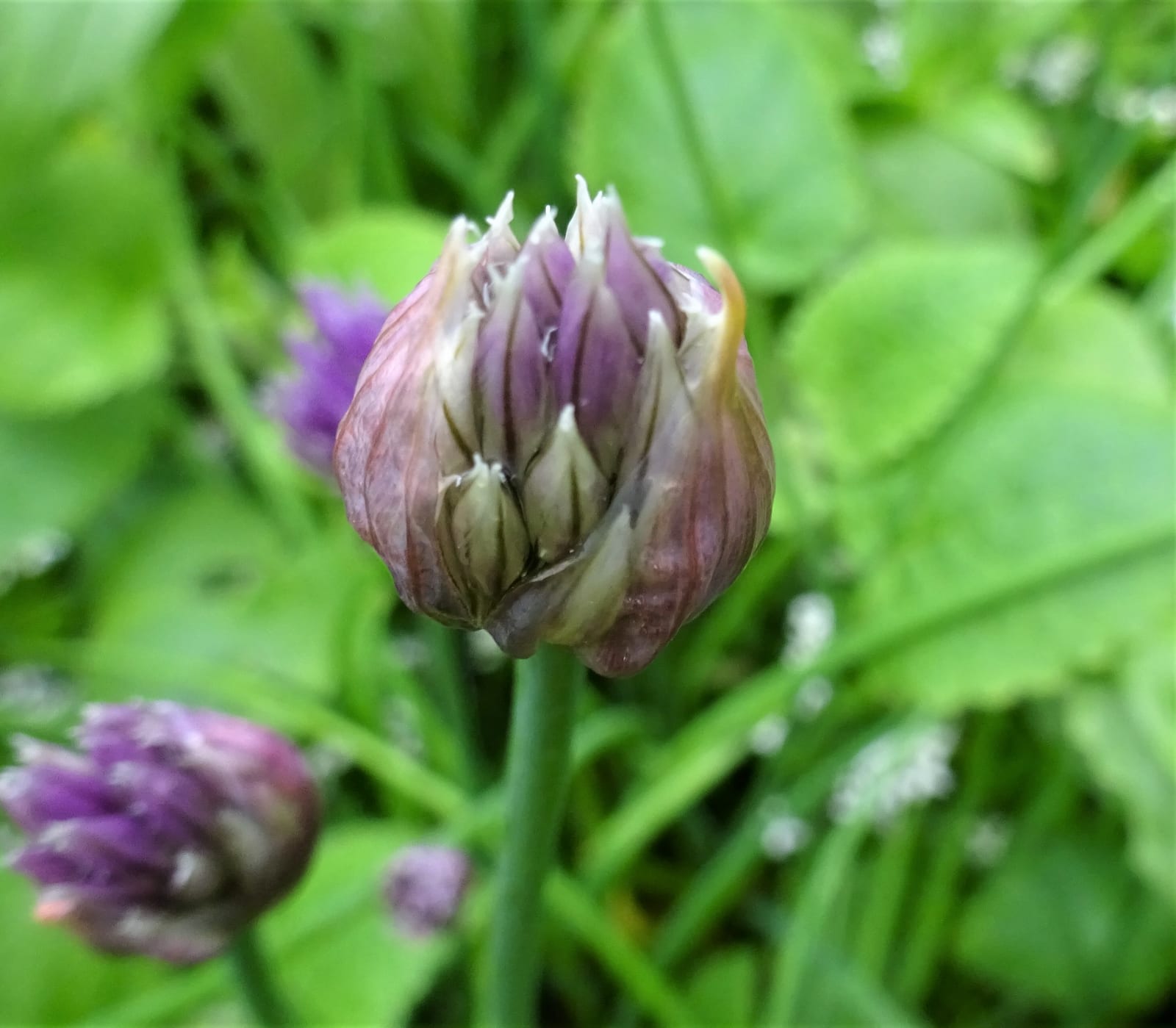 Chives thumbnail 3