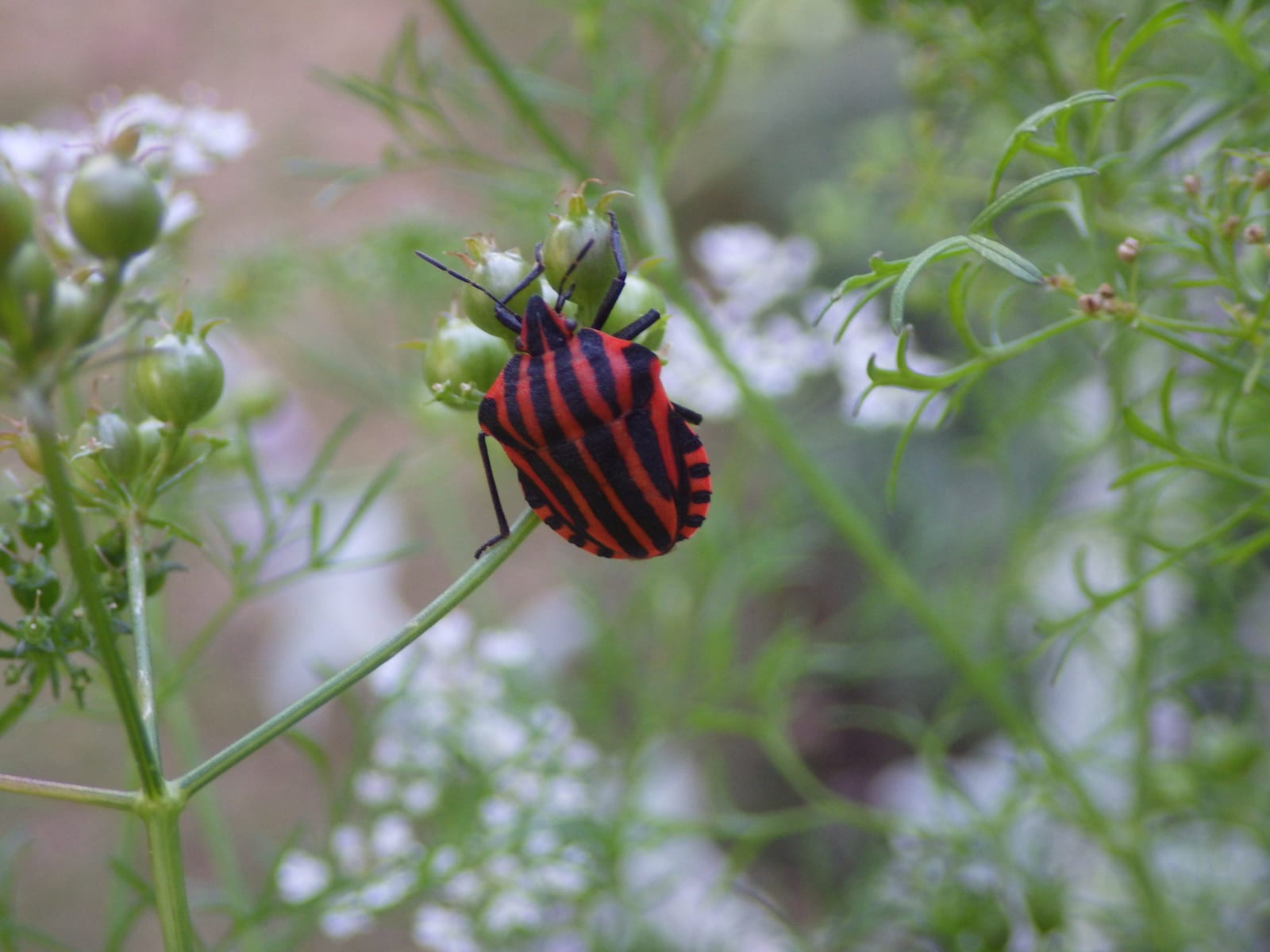 Cilantro thumbnail 2