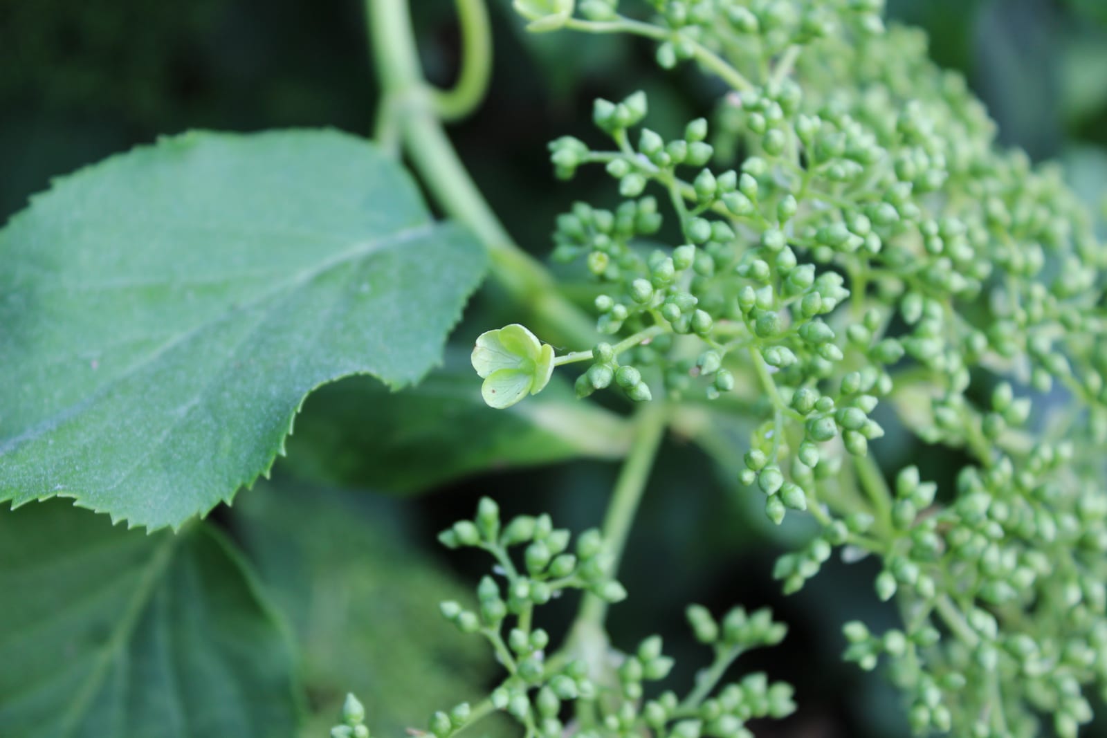 Climbing Hydrangea thumbnail 3
