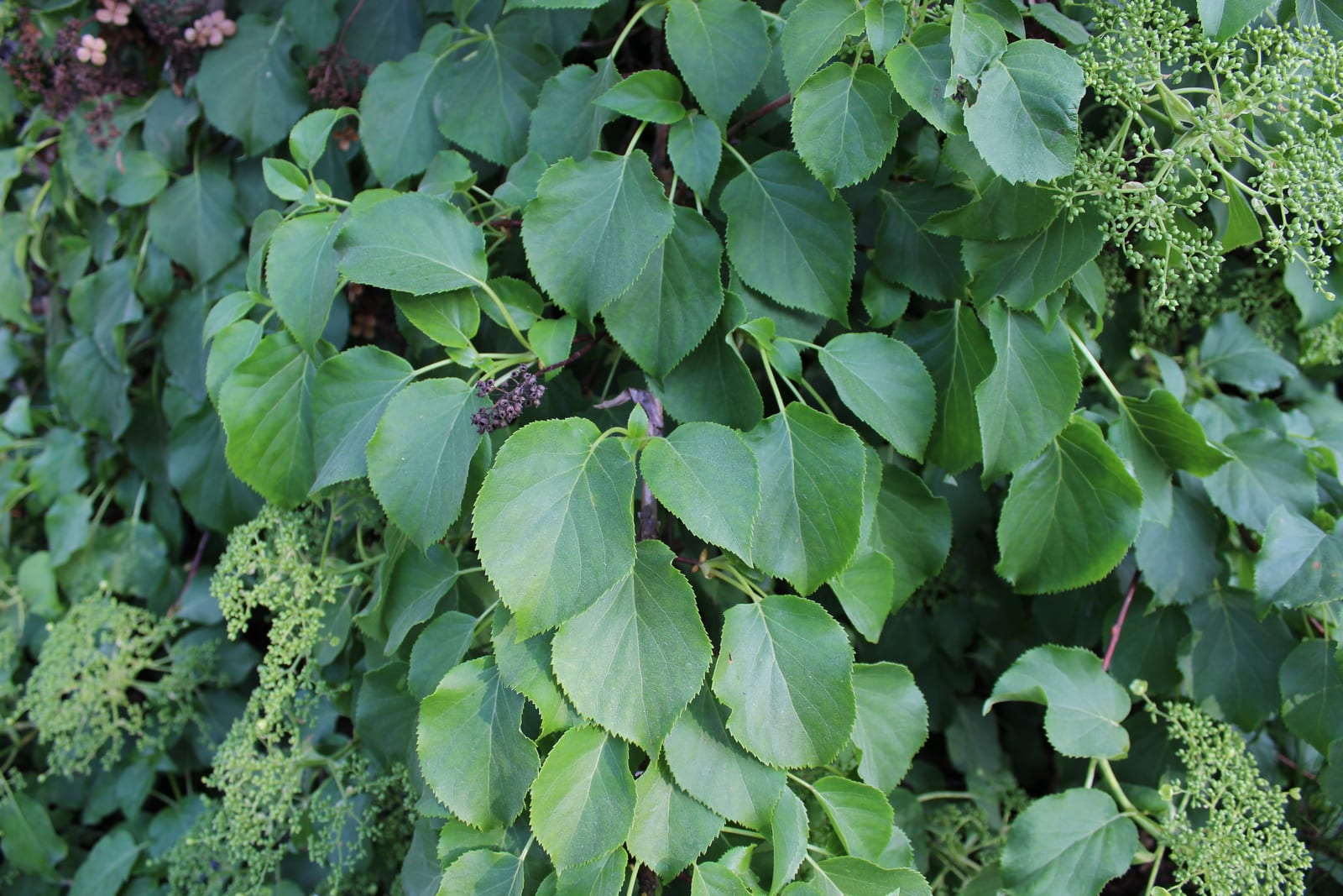 Climbing Hydrangea thumbnail 4