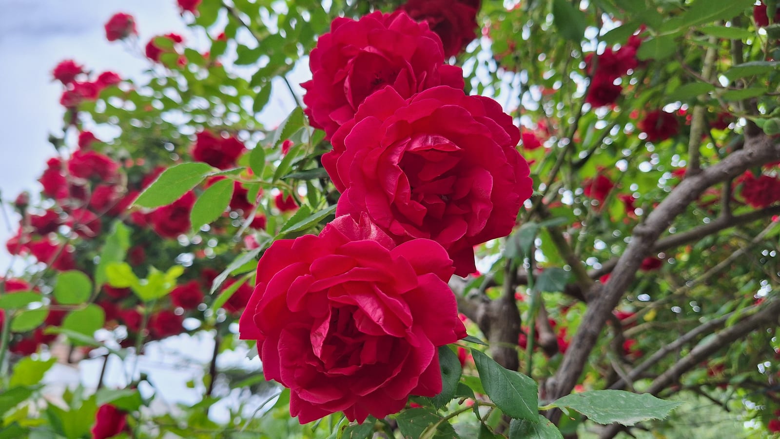 Climbing Rose thumbnail 2