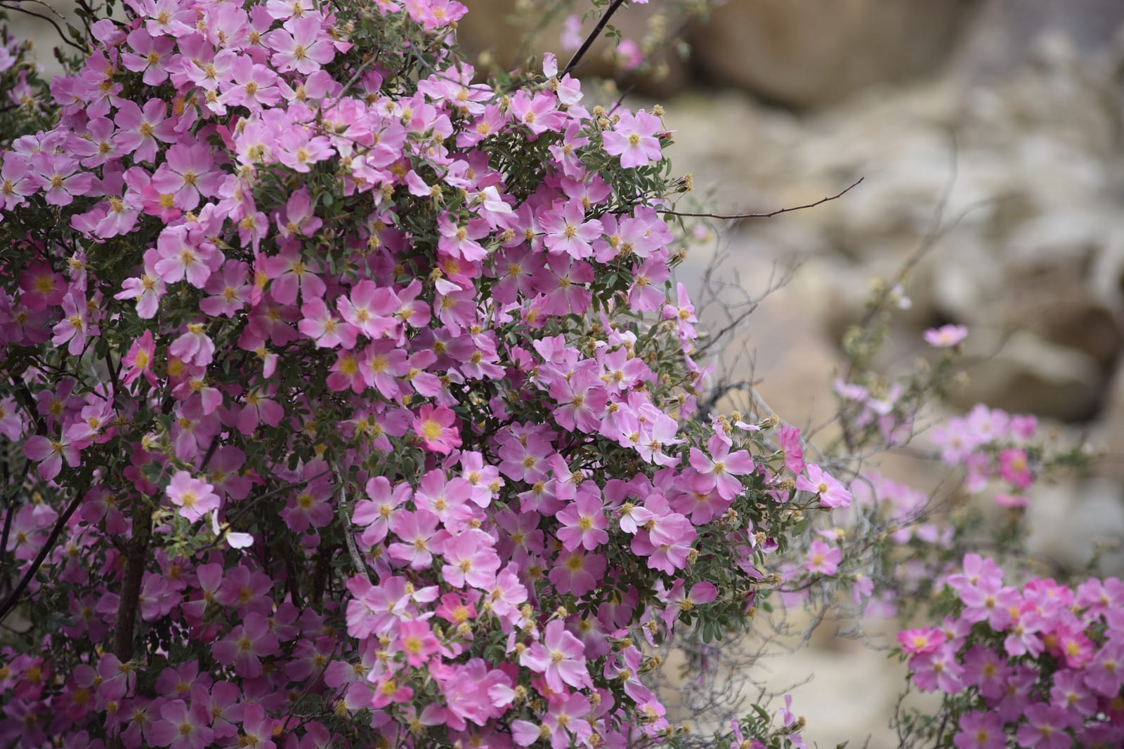 Climbing Rose thumbnail 4