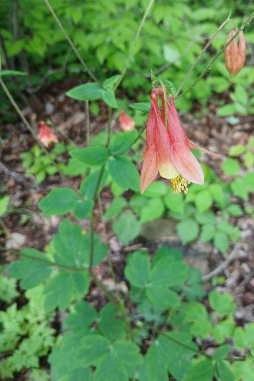 Columbine thumbnail 3