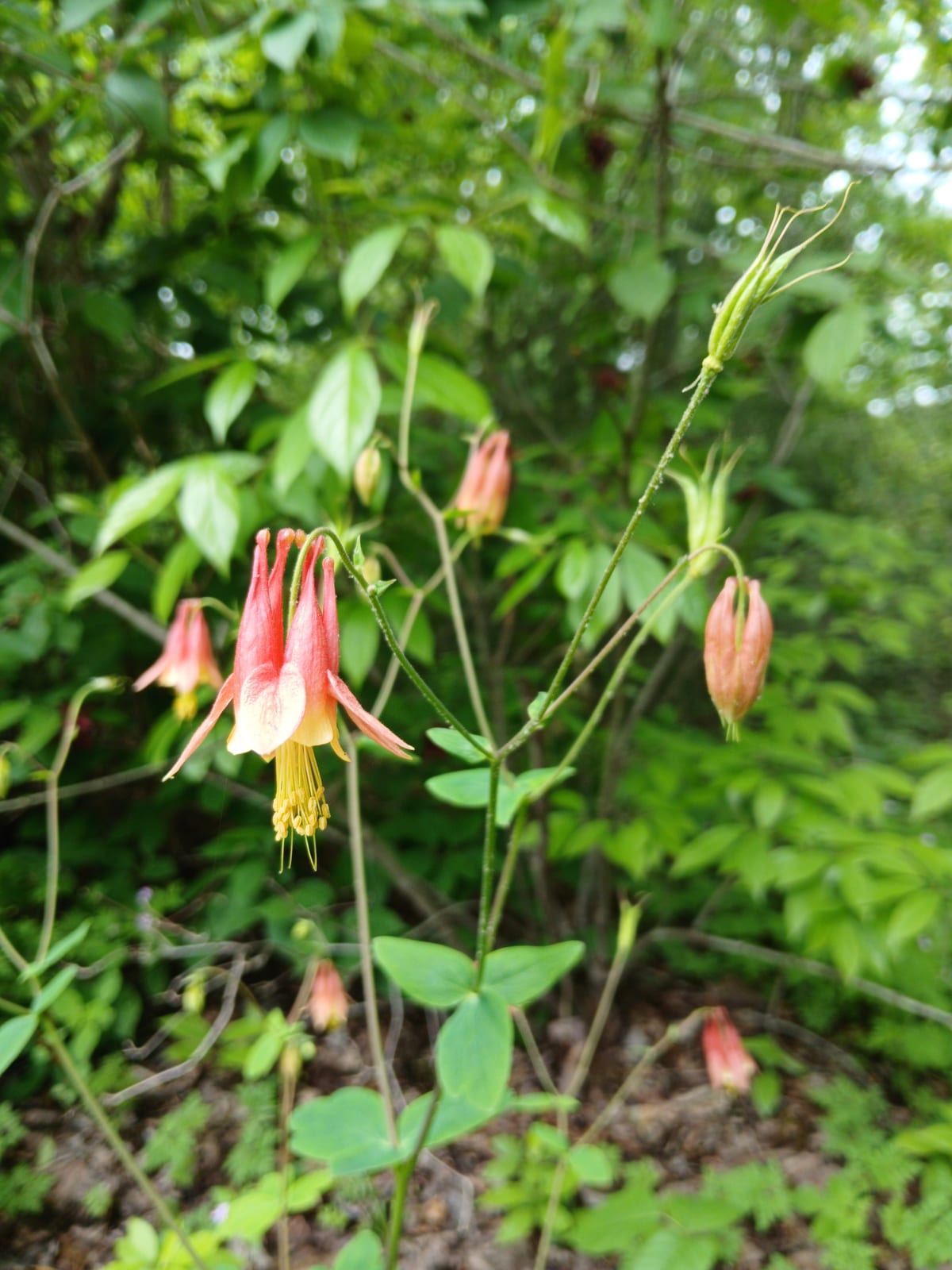 Columbine thumbnail 4