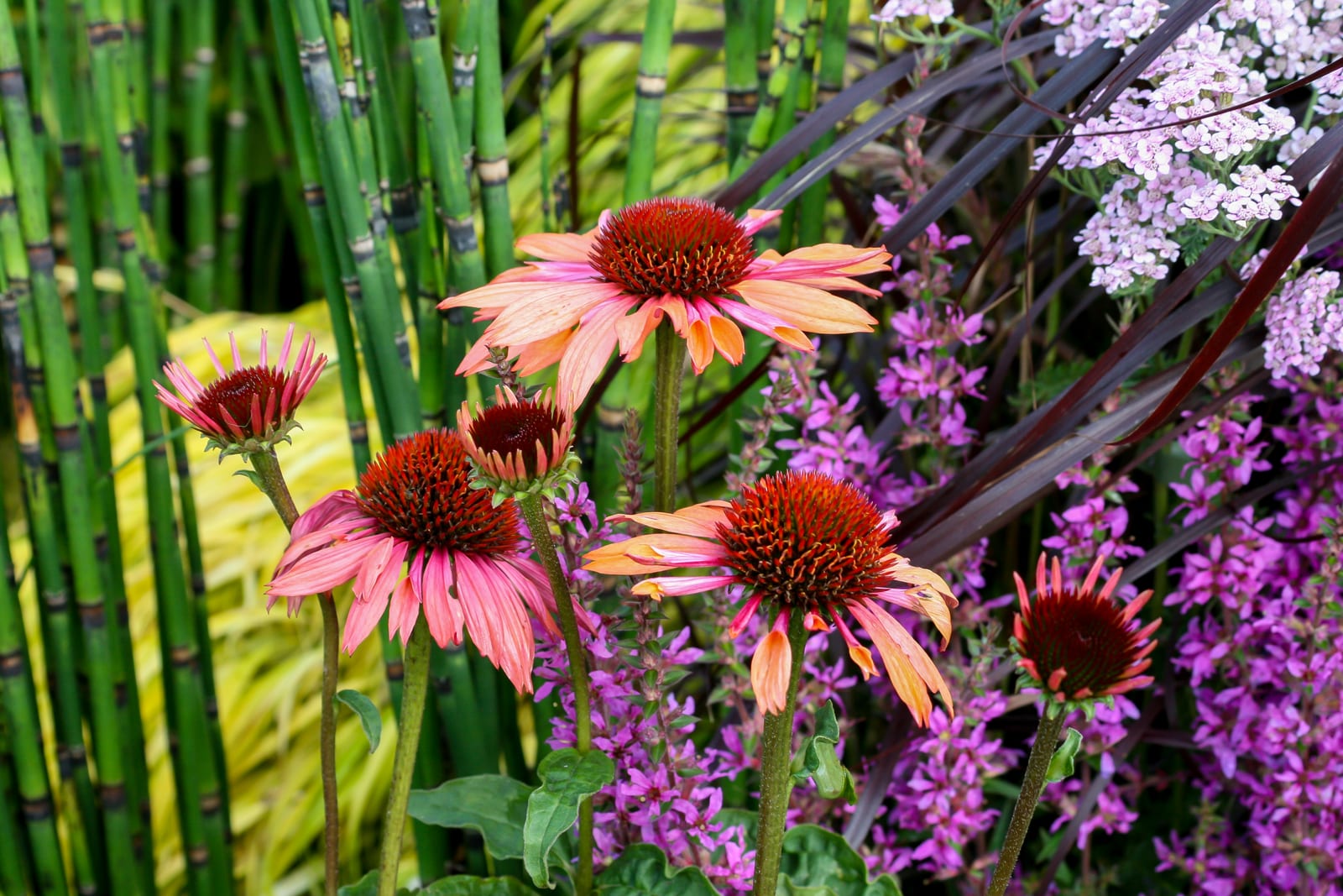 Purple Coneflower (Echinacea) thumbnail 2
