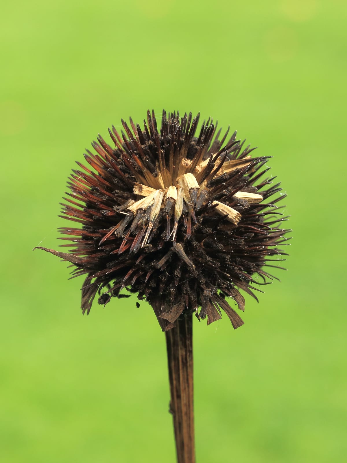 Purple Coneflower (Echinacea) thumbnail 3