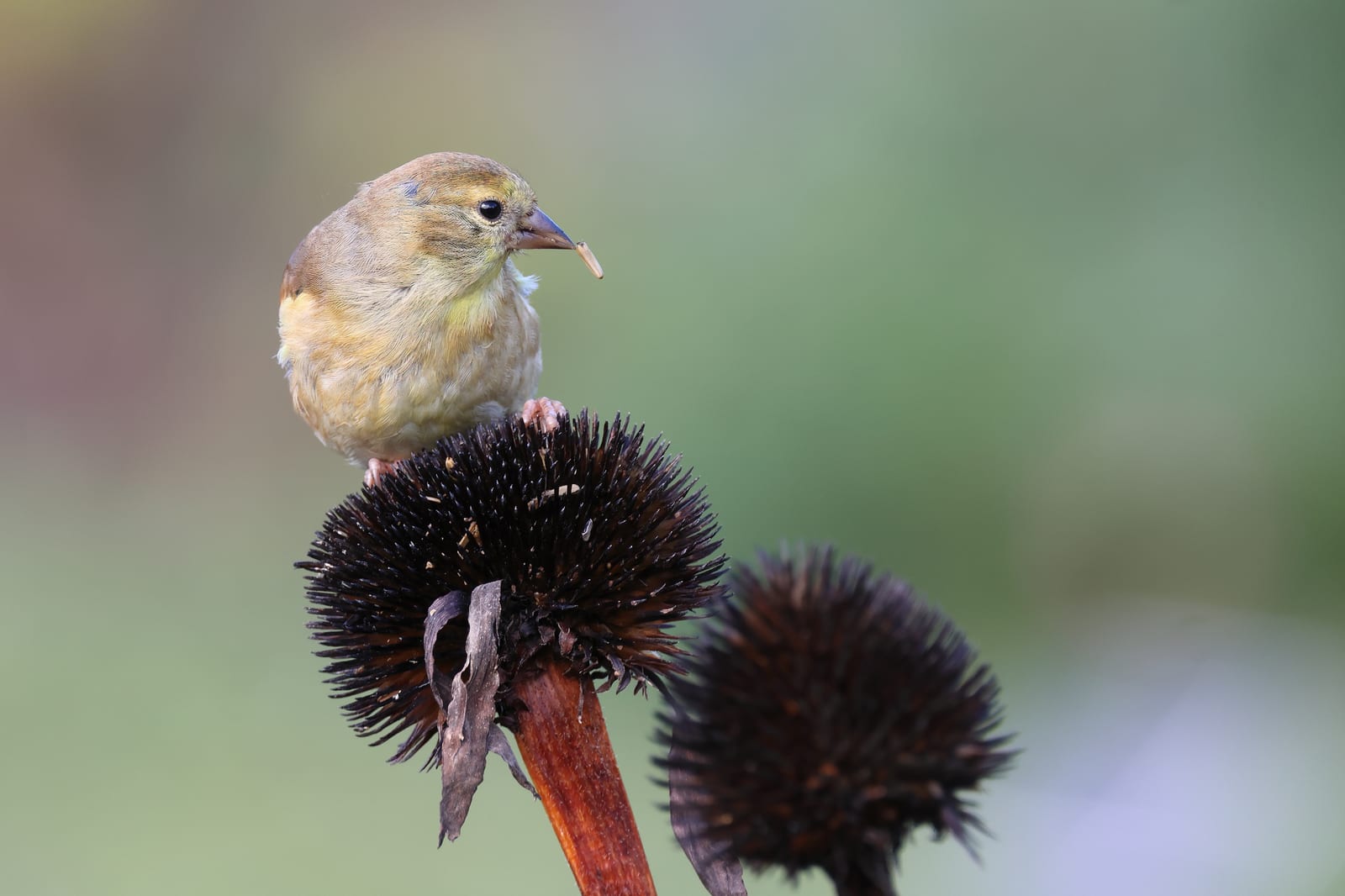Purple Coneflower (Echinacea) thumbnail 4