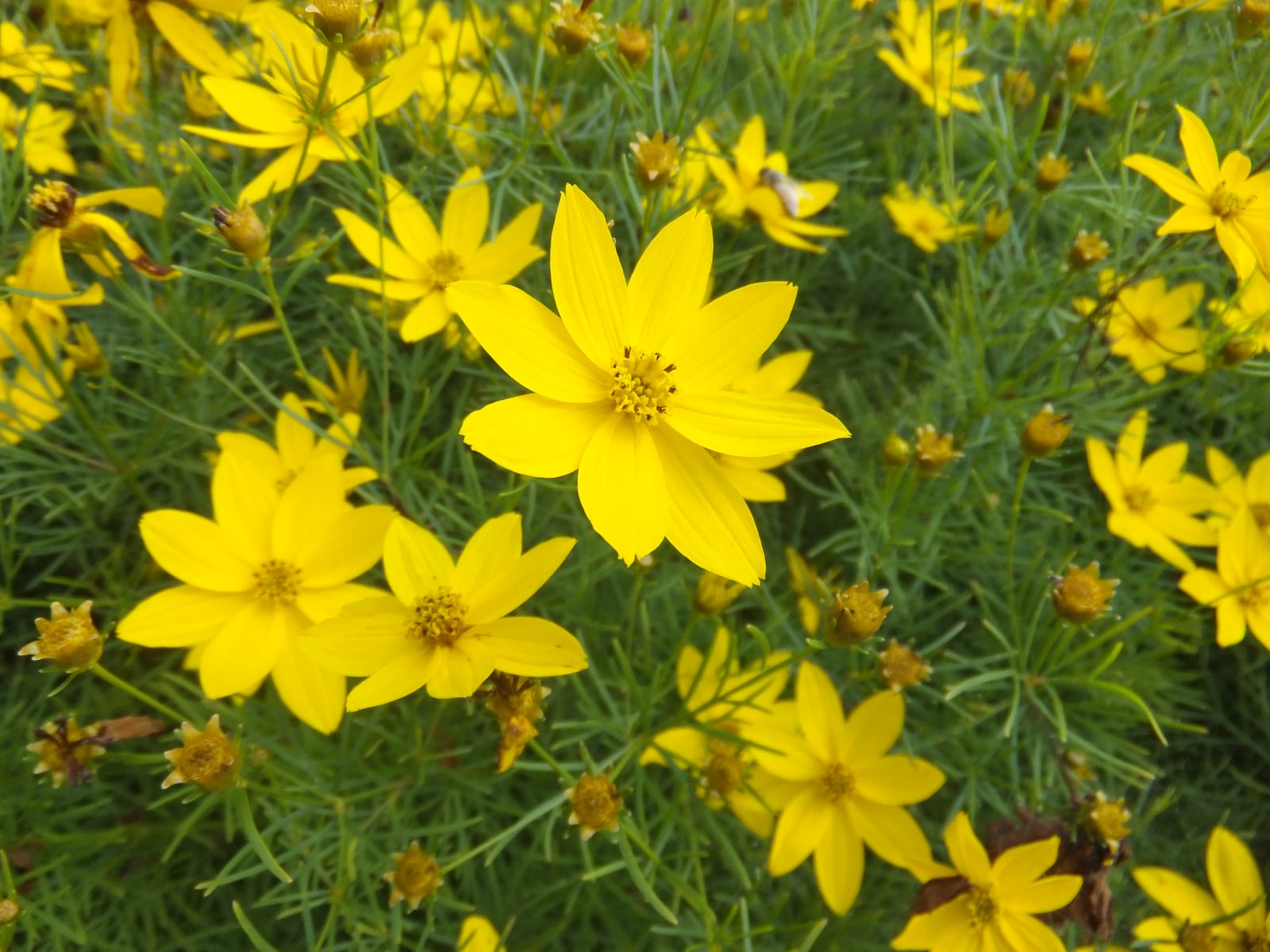 Coreopsis