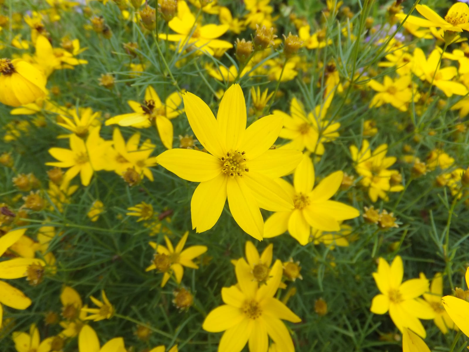Coreopsis thumbnail 3