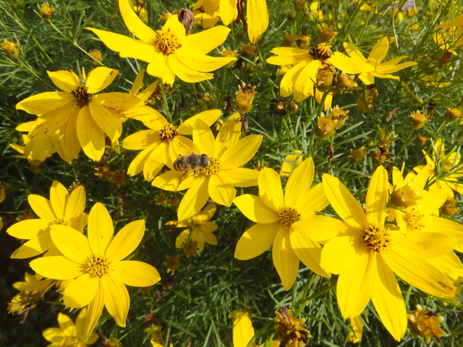 Coreopsis thumbnail 4