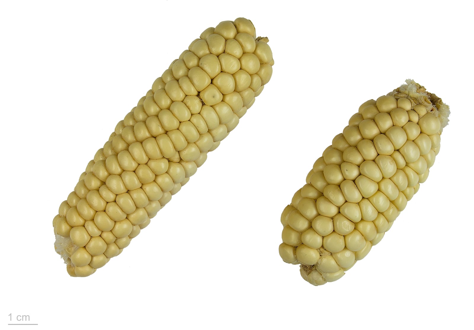 Corn thumbnail 3