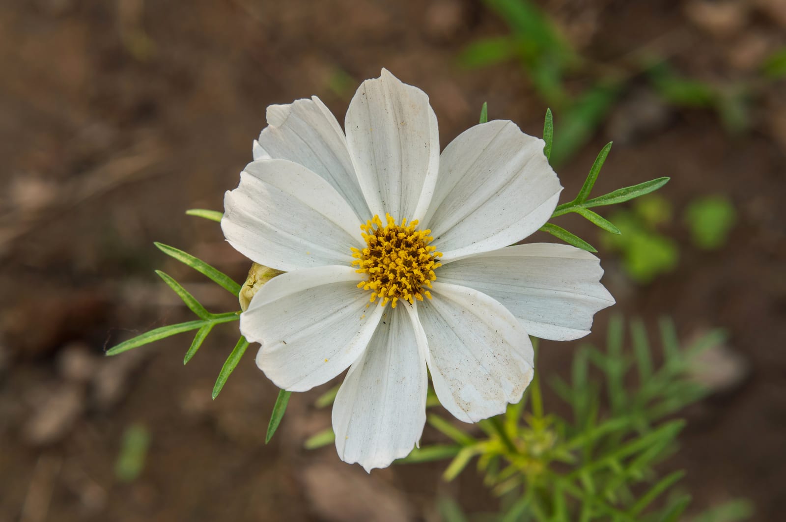Cosmos