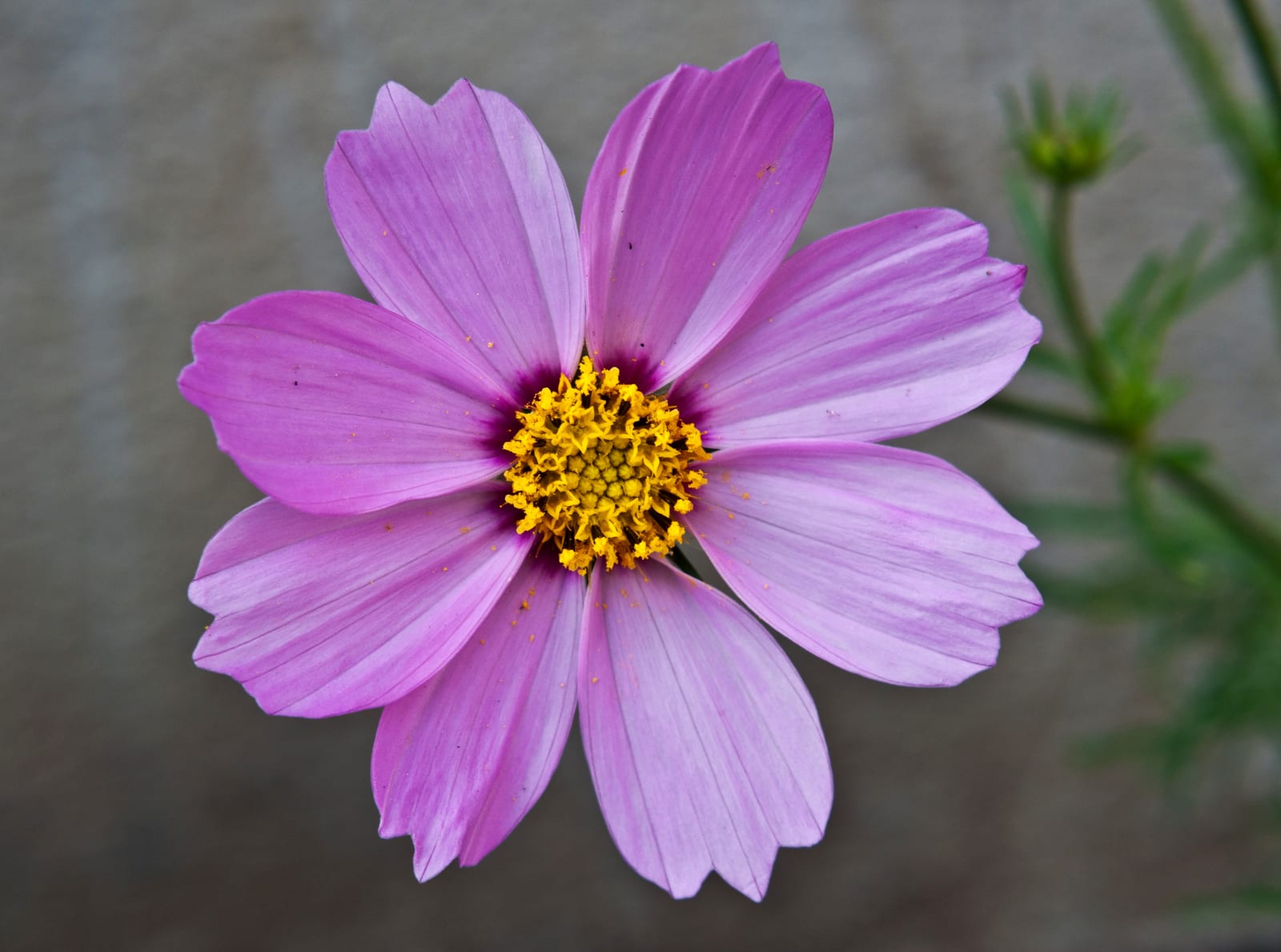 Cosmos thumbnail 2