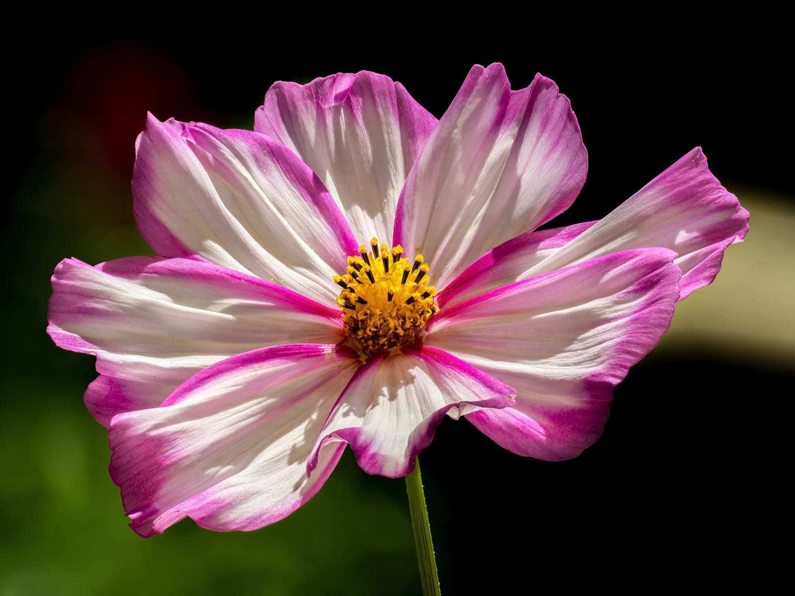 Cosmos thumbnail 4