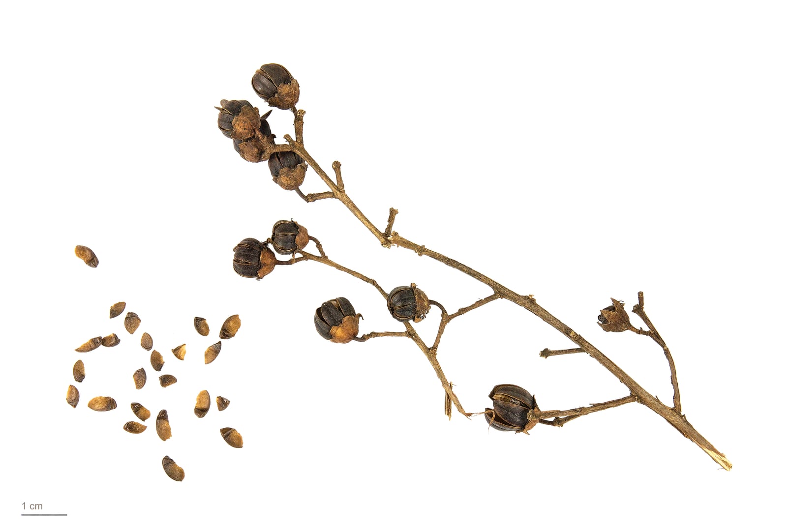 Crape Myrtle thumbnail 4