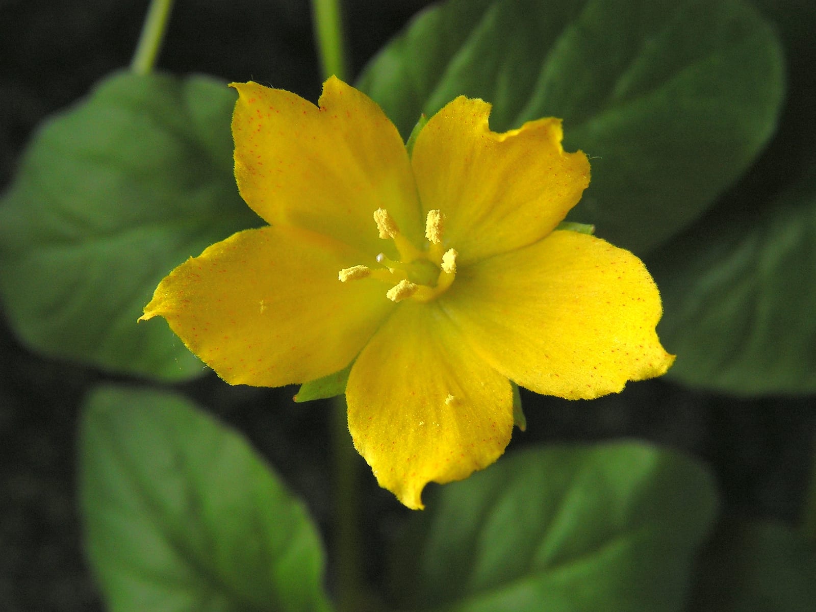 Creeping Jenny