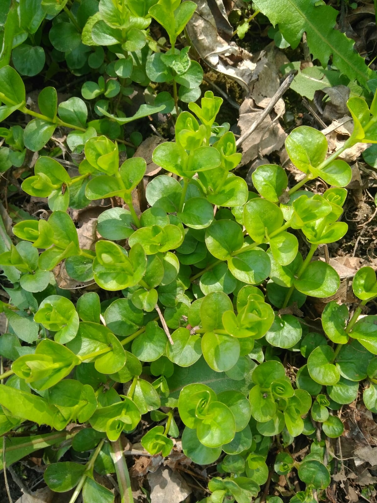Creeping Jenny thumbnail 2