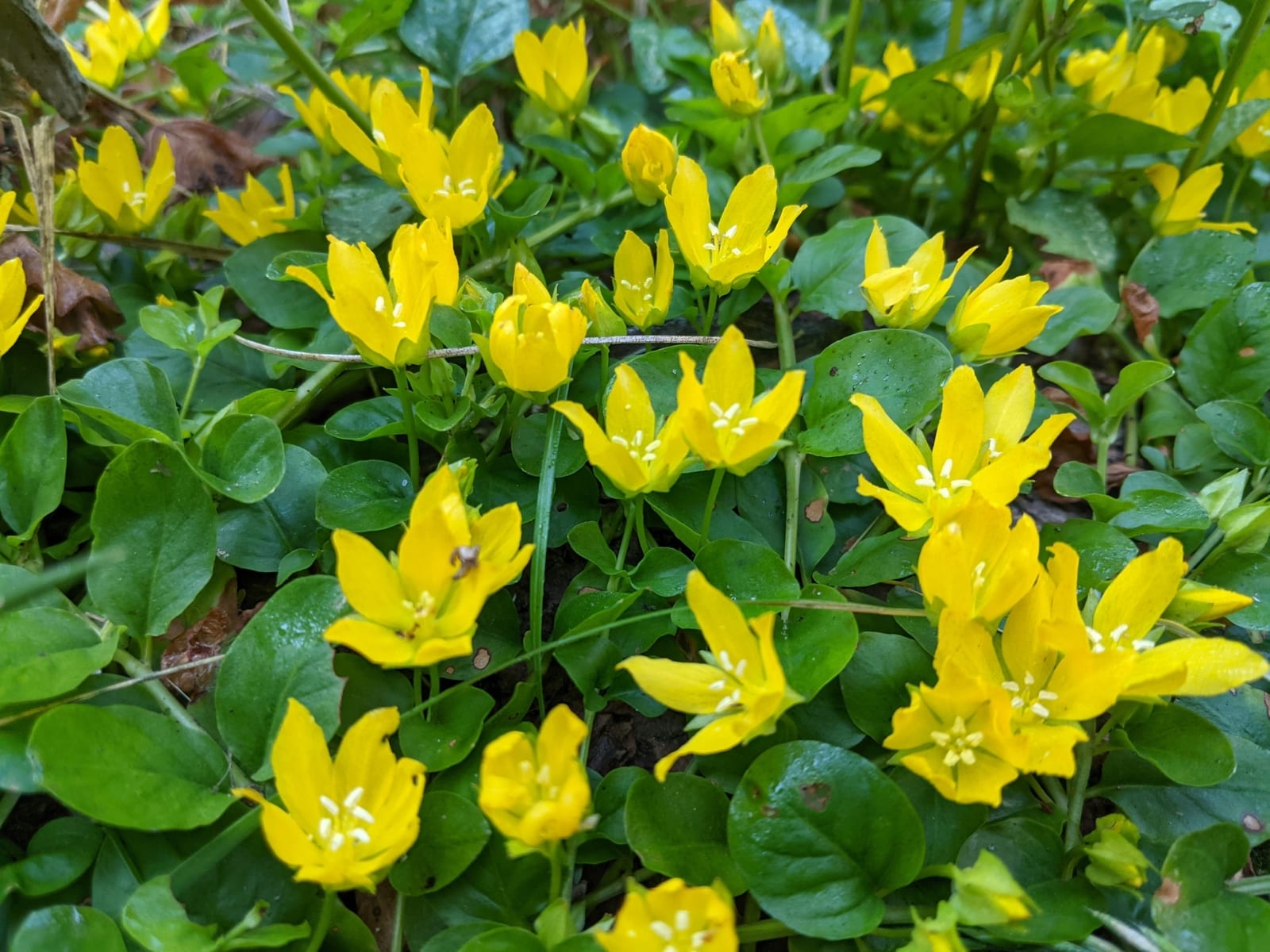 Creeping Jenny thumbnail 3
