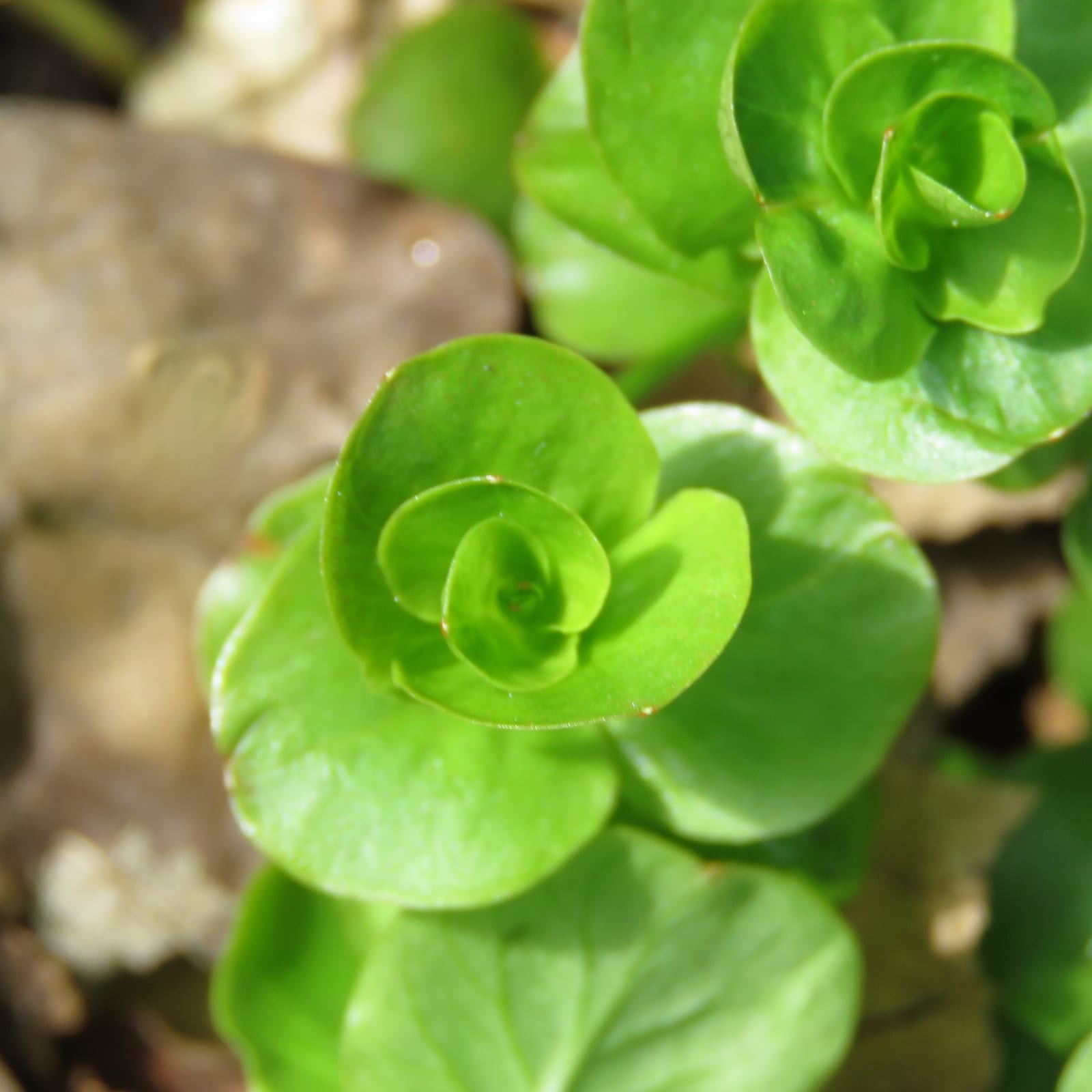 Creeping Jenny thumbnail 4