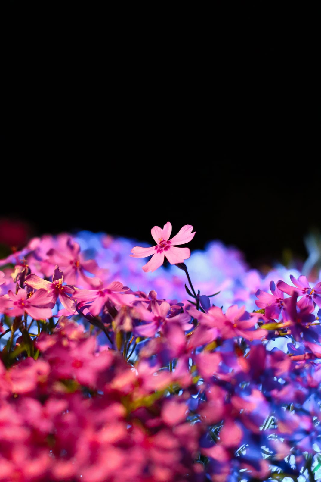 Creeping Phlox