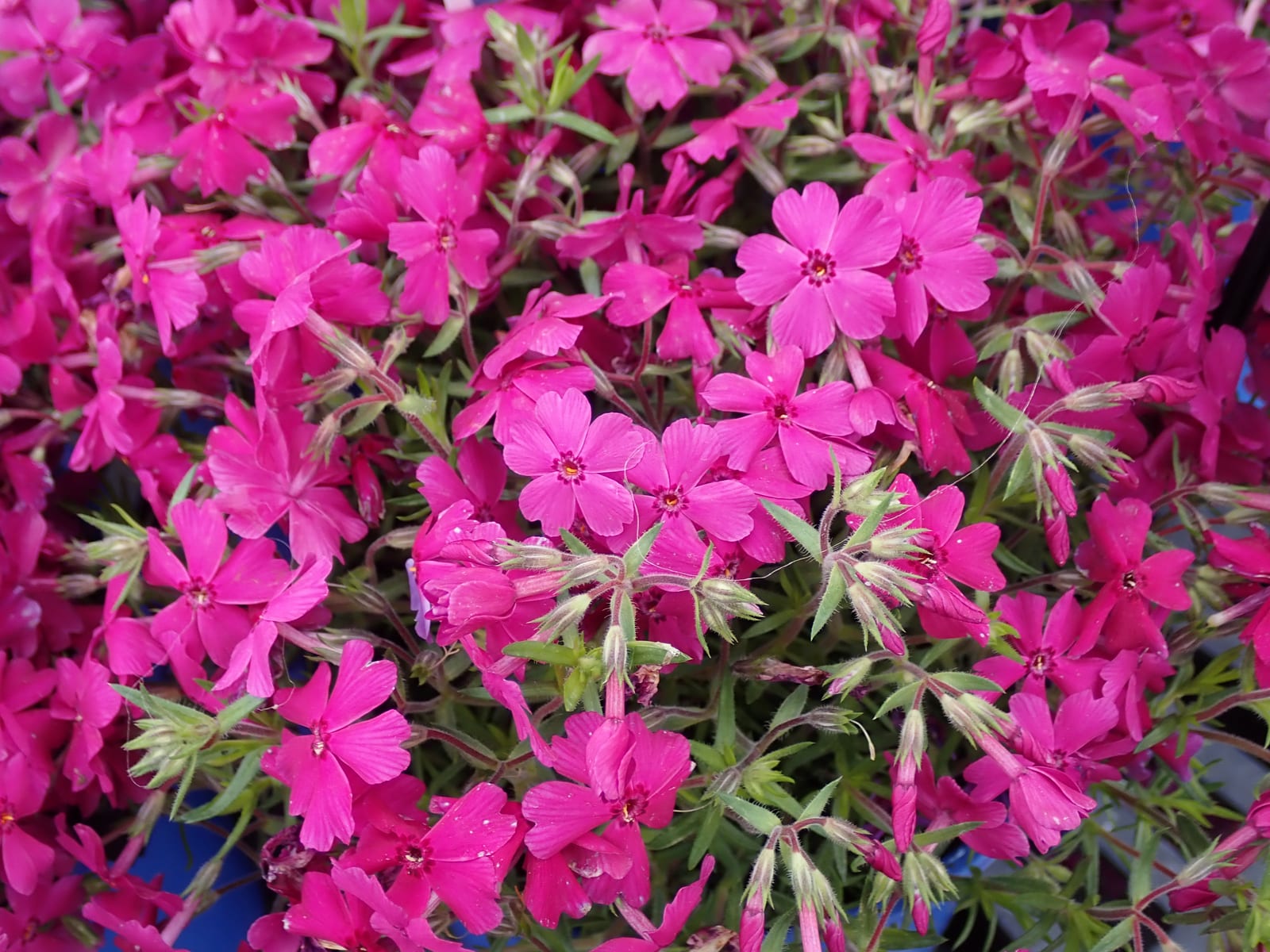 Creeping Phlox thumbnail 2