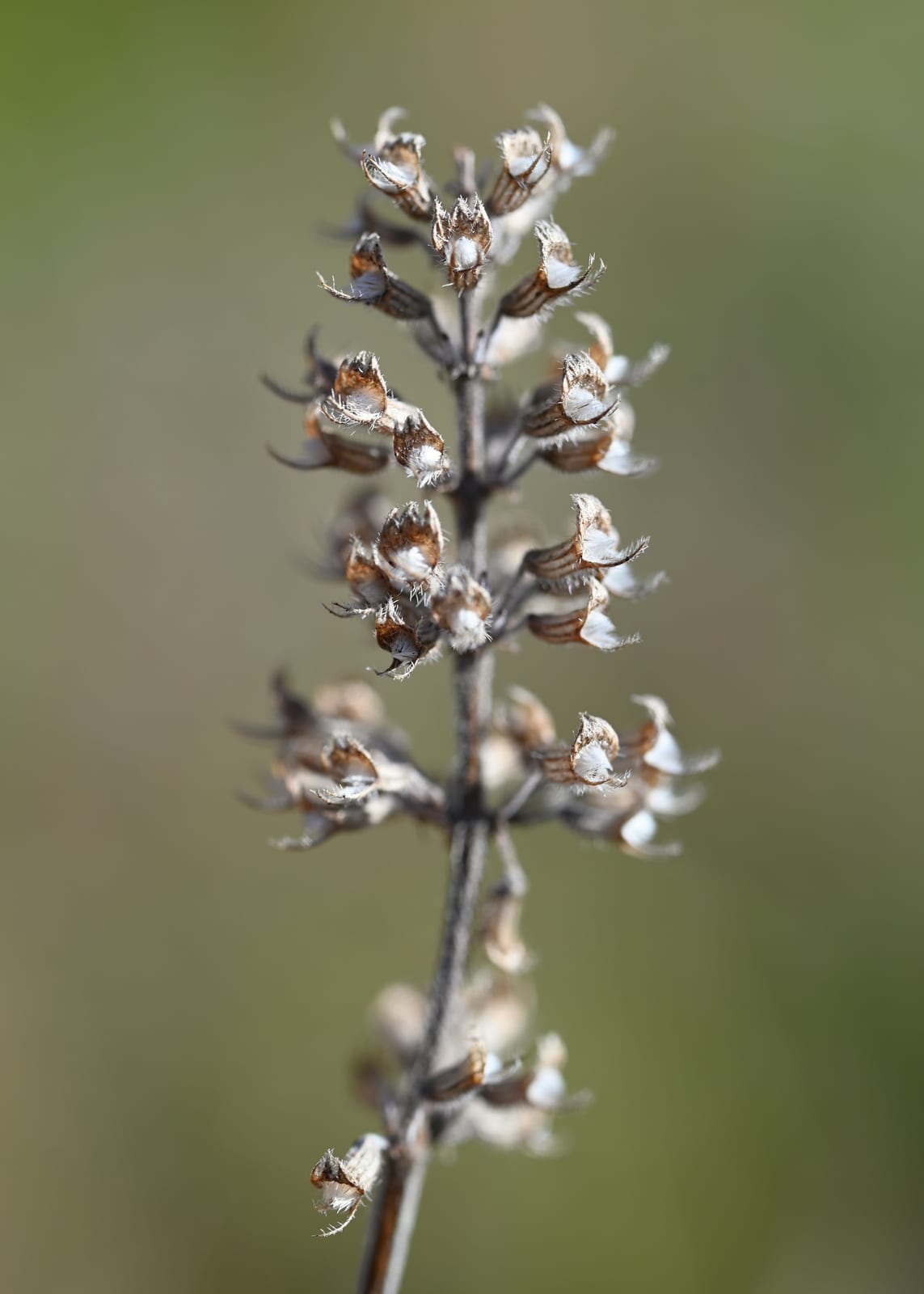 Creeping Thyme