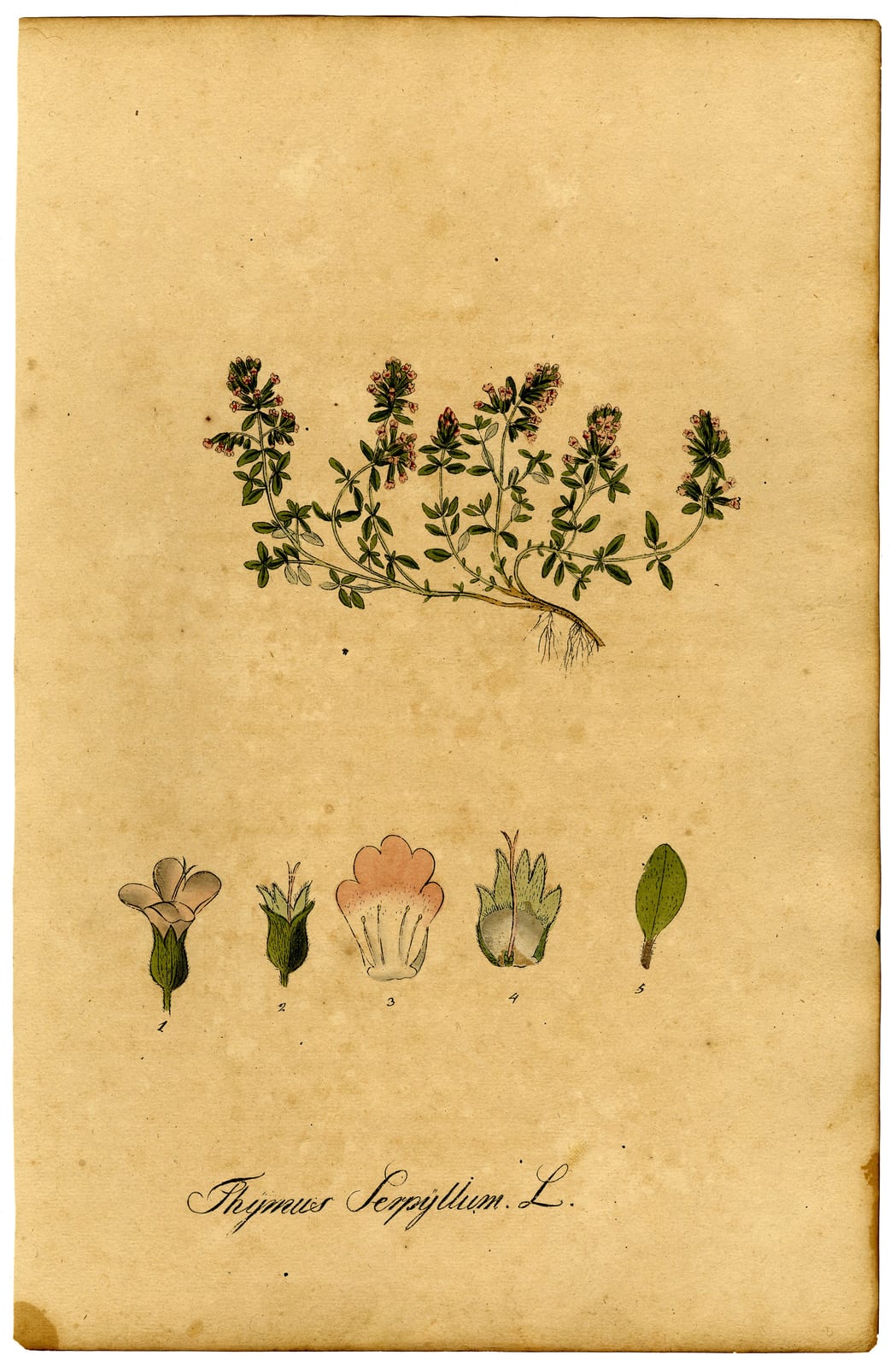 Creeping Thyme thumbnail 2