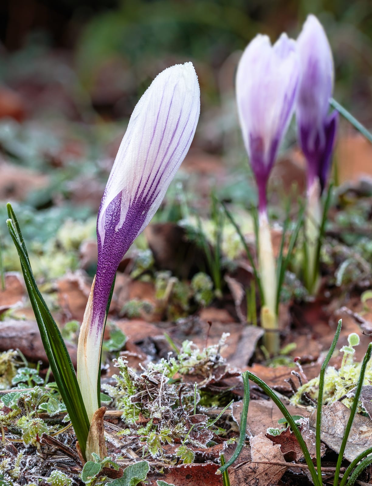 Crocus