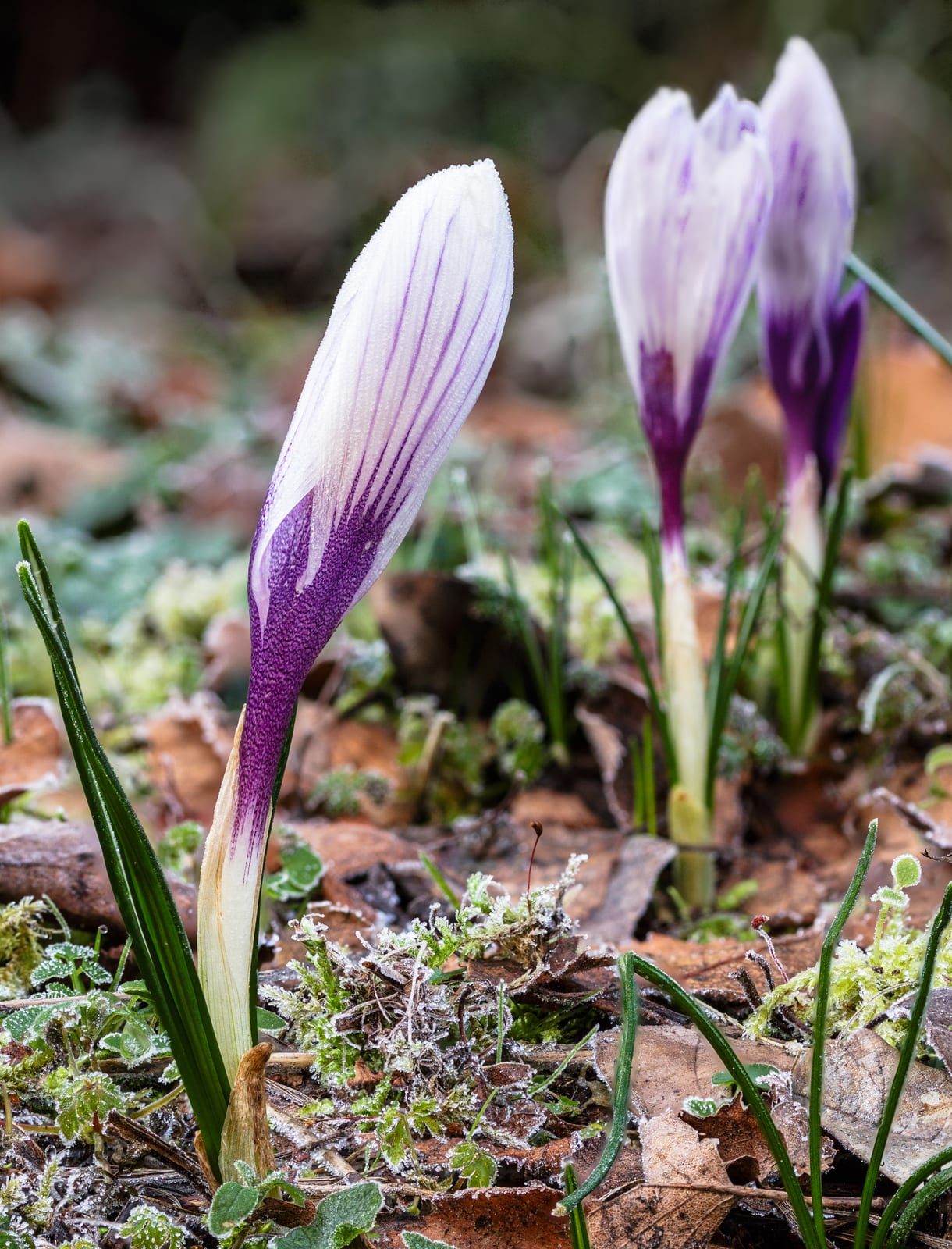 Crocus thumbnail 2