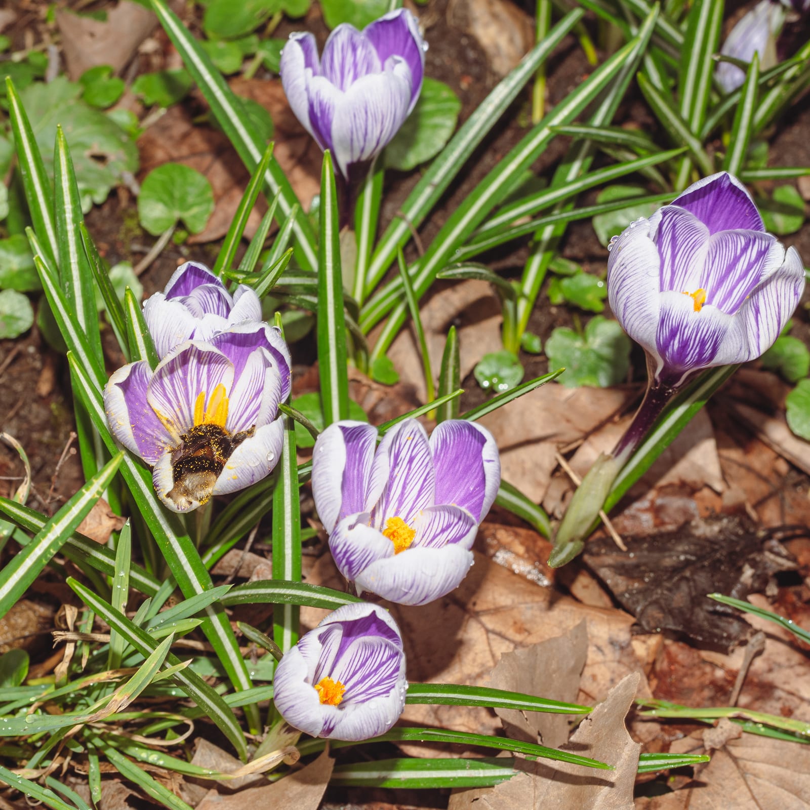 Crocus thumbnail 3