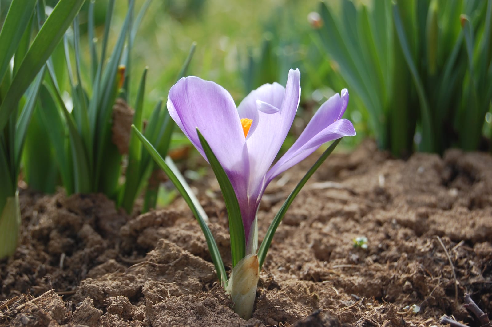 Crocus thumbnail 4